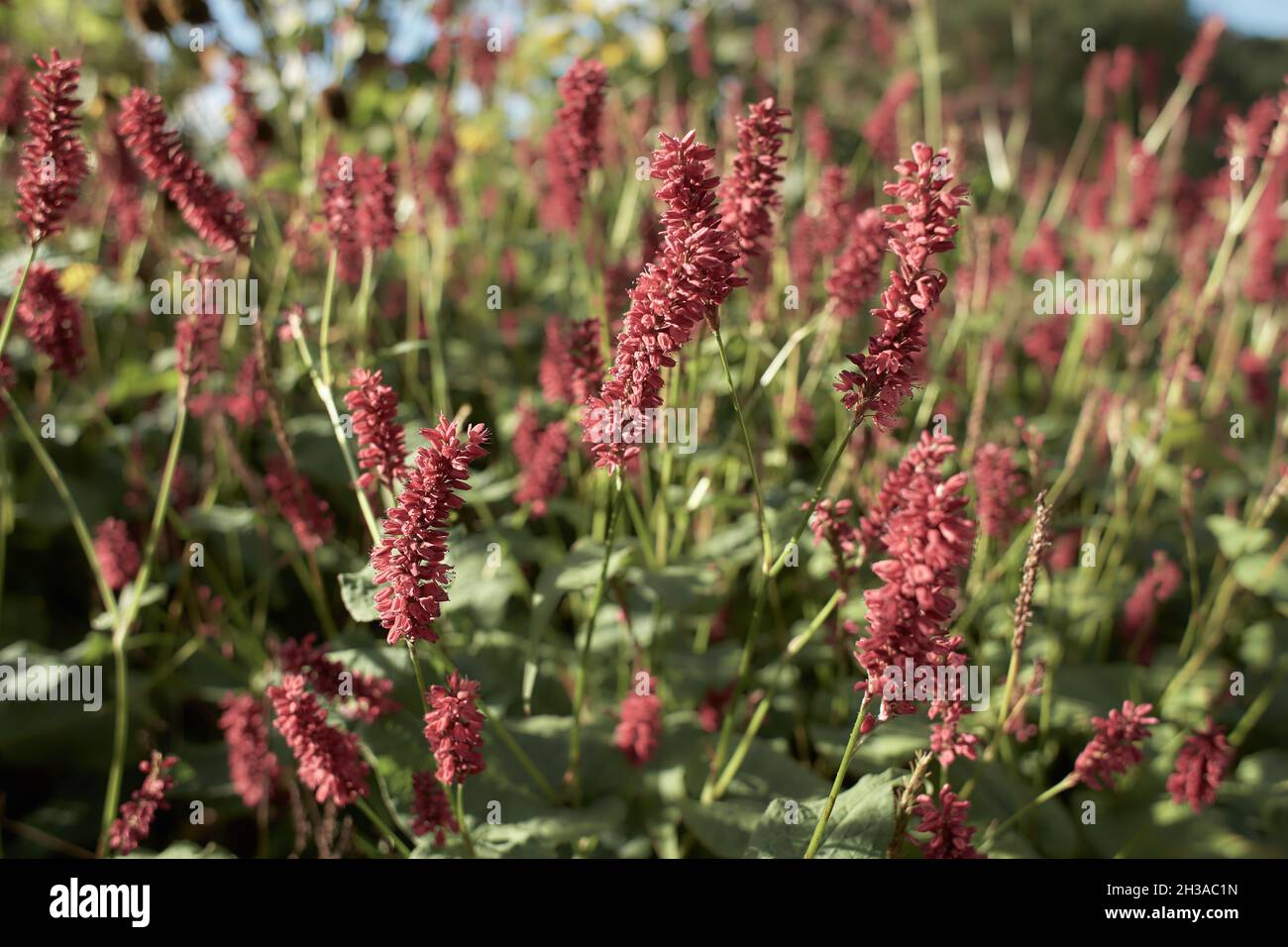 Selective focus of red flower Persicaria amplexicaulis in the garden with soft sunlight, Knotweed is a genus of herbaceous flowering plants, Polygonac Stock Photo