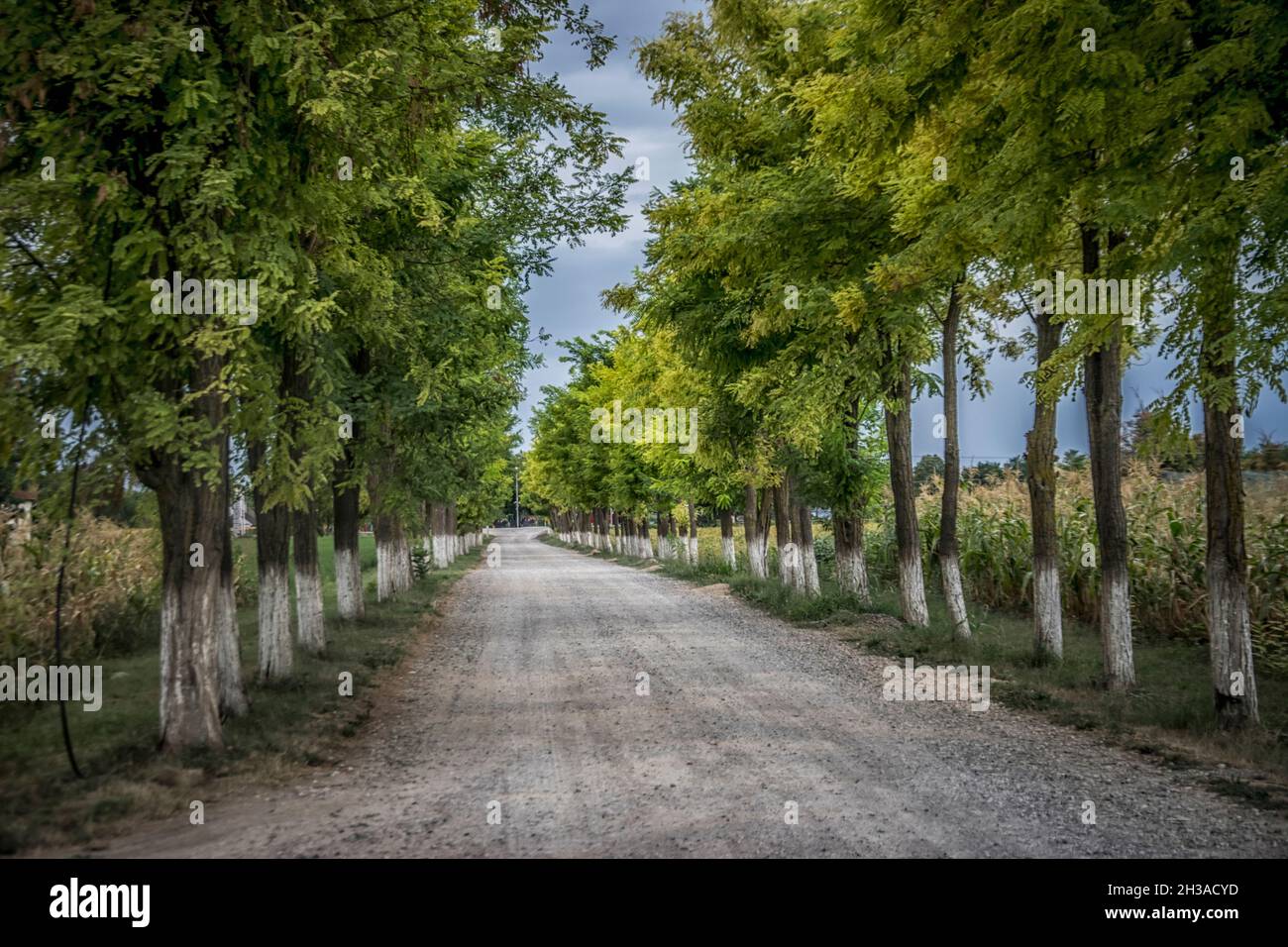 A street lined up by acacia trees in Vojvodina in Serbia Stock Photo
