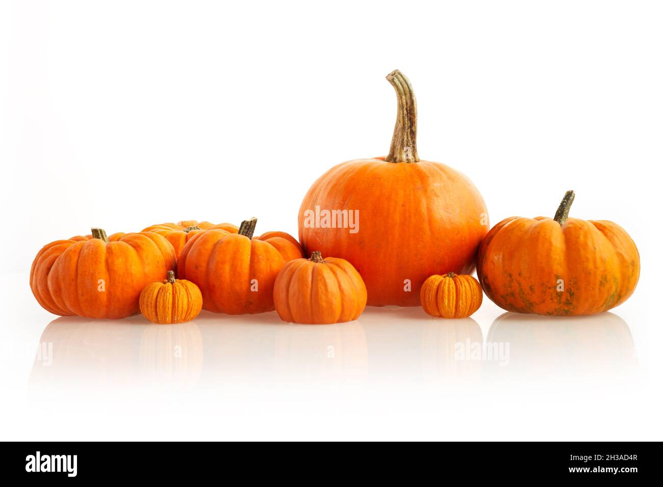 Orange pumpkins standing in line on white background. Front view Stock Photo