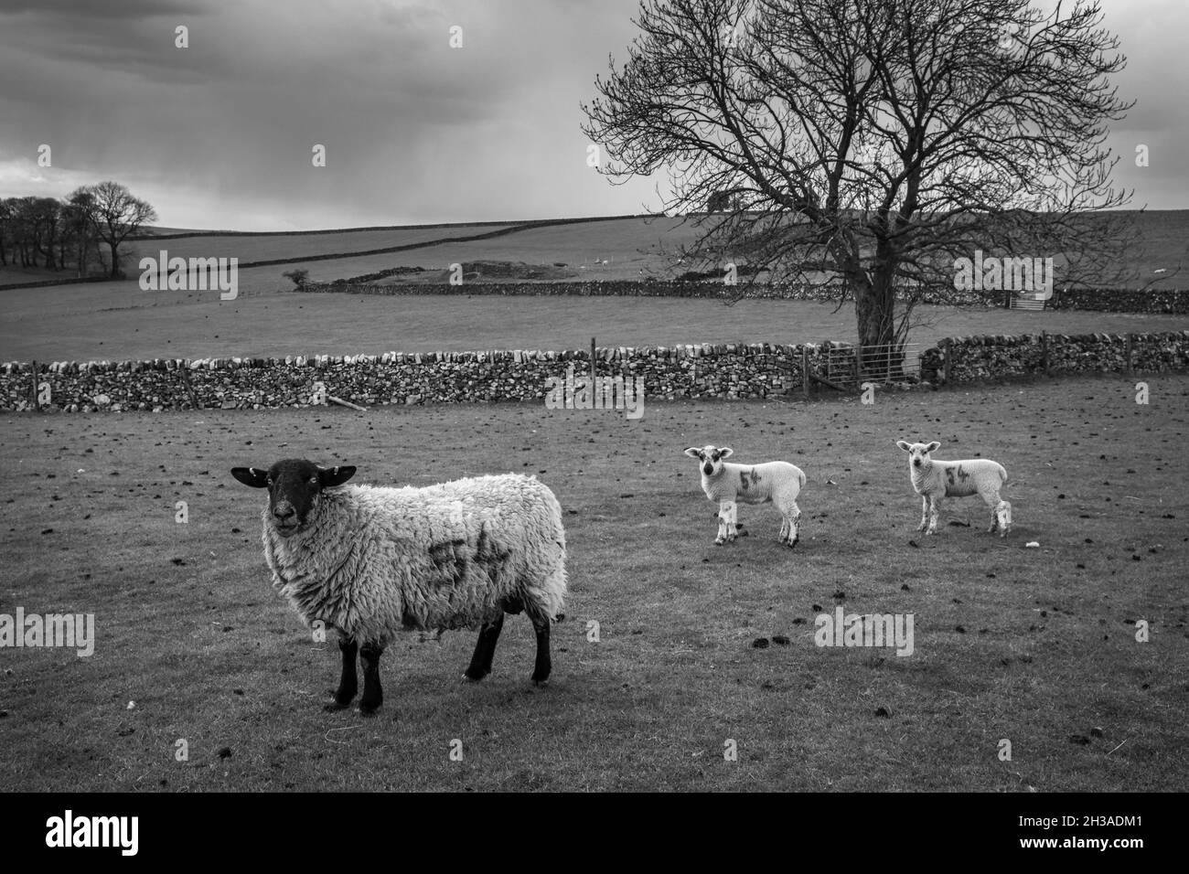Numbered sheep, Ecton Hill, Peak District National Park, Staffordshire Stock Photo