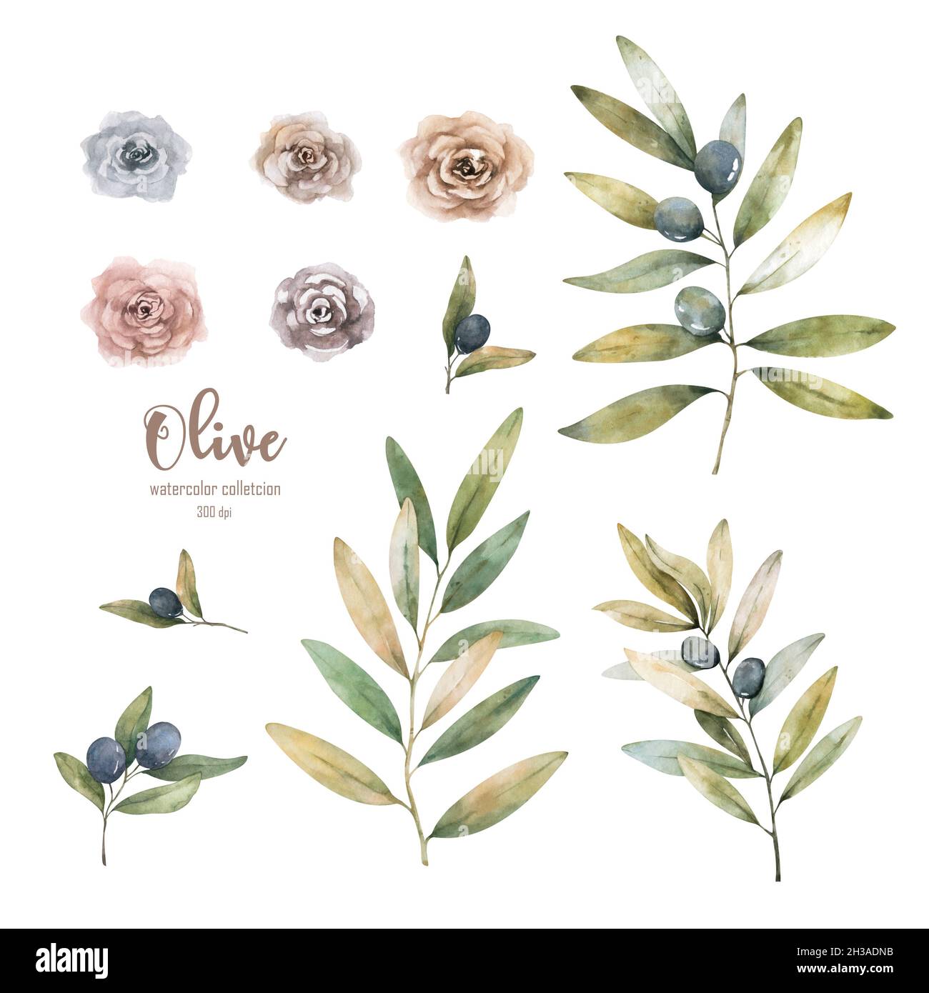 Hand drawn watercolor illustration with olives. Set of the elements ...