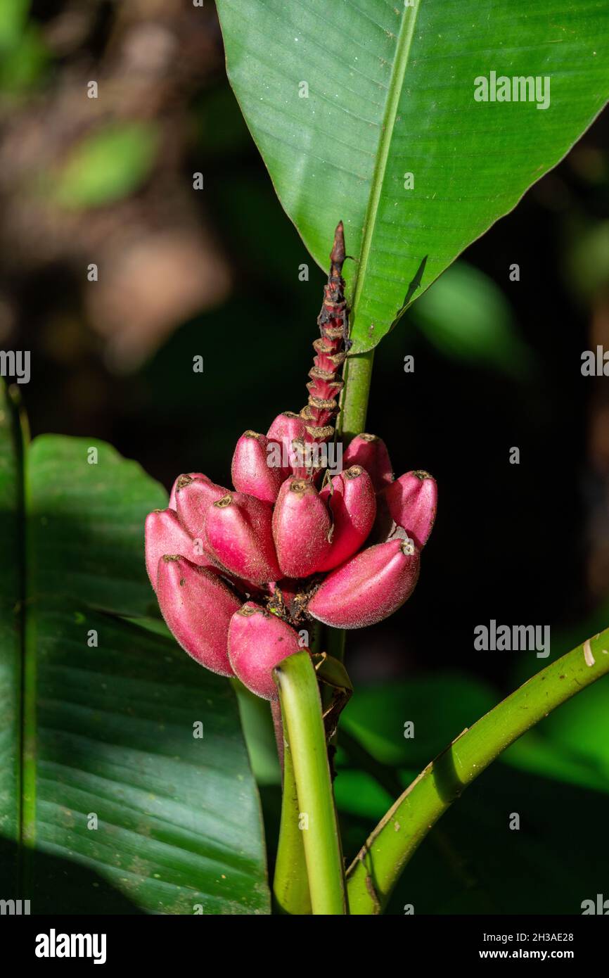Red banana tree in the Amazon rainforest in Ecuador Stock Photo Alamy
