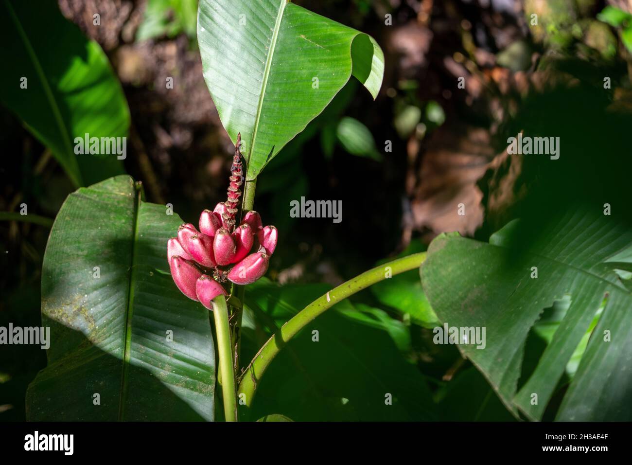 Red banana tree in the Amazon rainforest in Ecuador Stock Photo Alamy