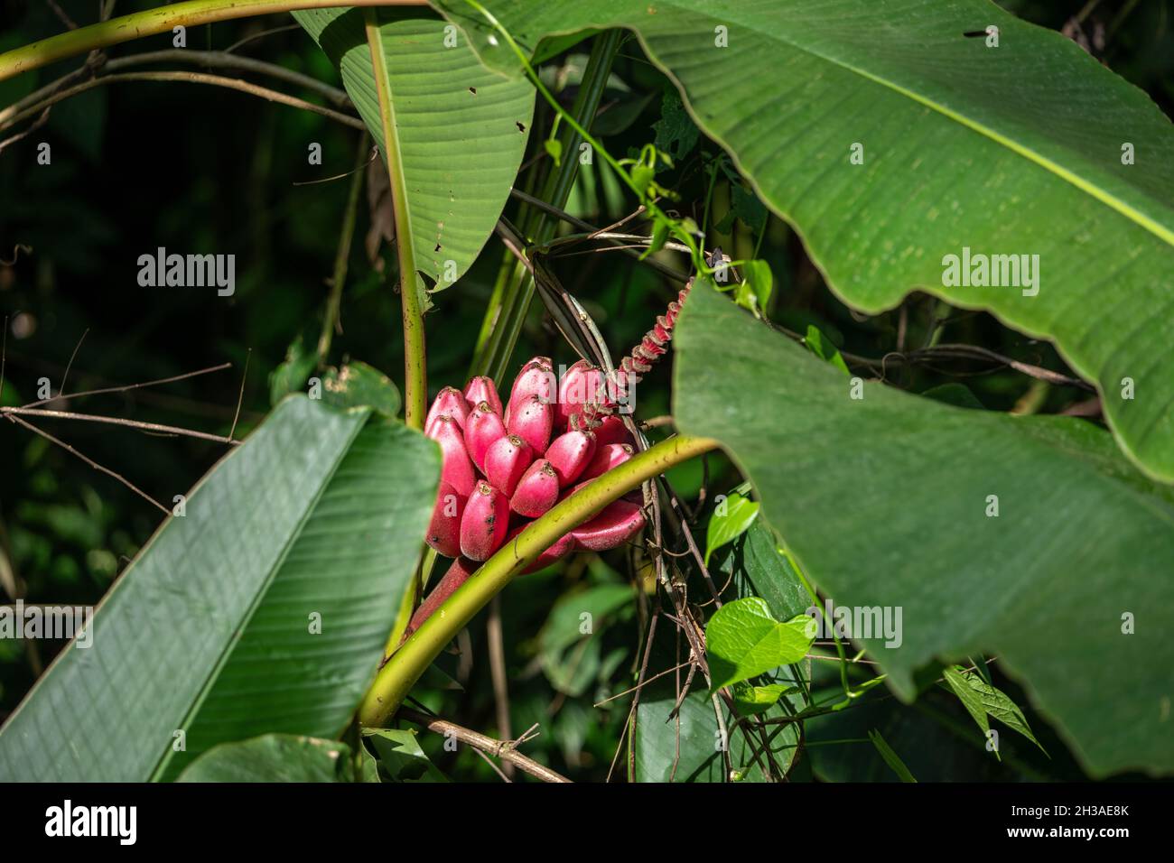 Red banana tree in the Amazon rainforest in Ecuador Stock Photo Alamy