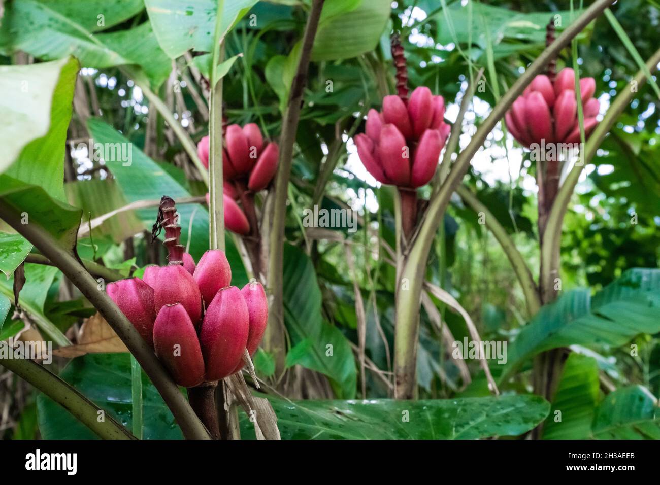 Red banana tree in the Amazon rainforest in Ecuador Stock Photo Alamy