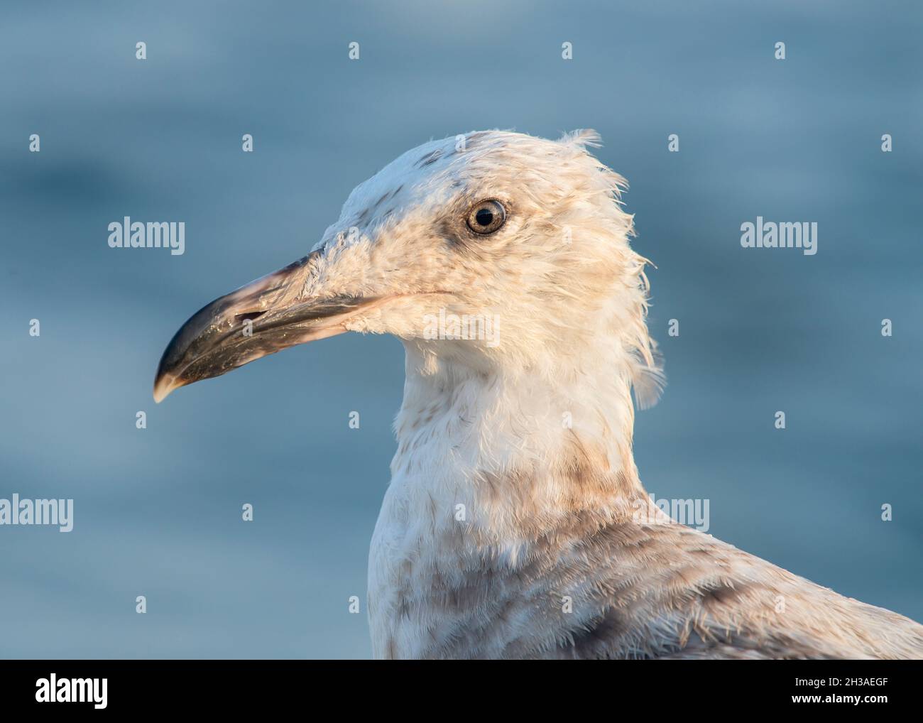 Portrait of an immature juvenile seagull on the Massachusetts coastline. Stock Photo