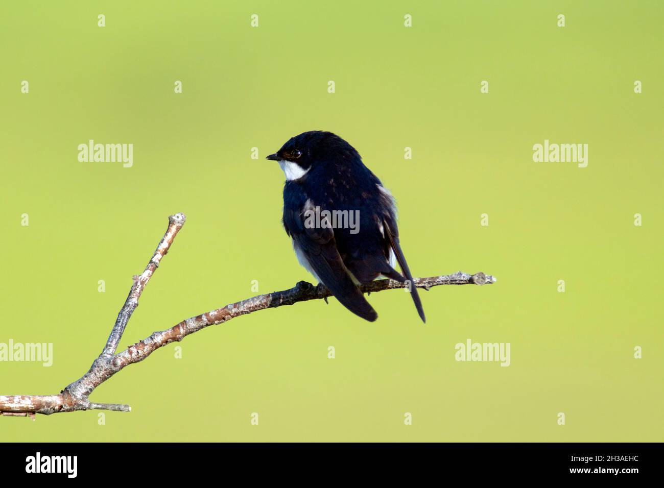 A Tree Swallow sits perched on a limb on a bright summer morning. Stock Photo