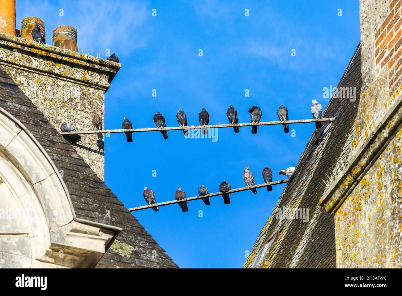 Pigeons perched on roof reinforcing bars at the Chateau of Azay-le-Ferron, Indre (36), France. Stock Photo