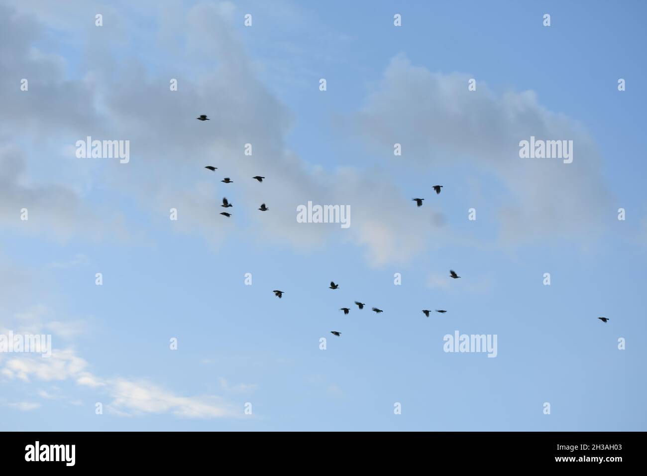 Birds picture hi-res stock photography and images - Alamy