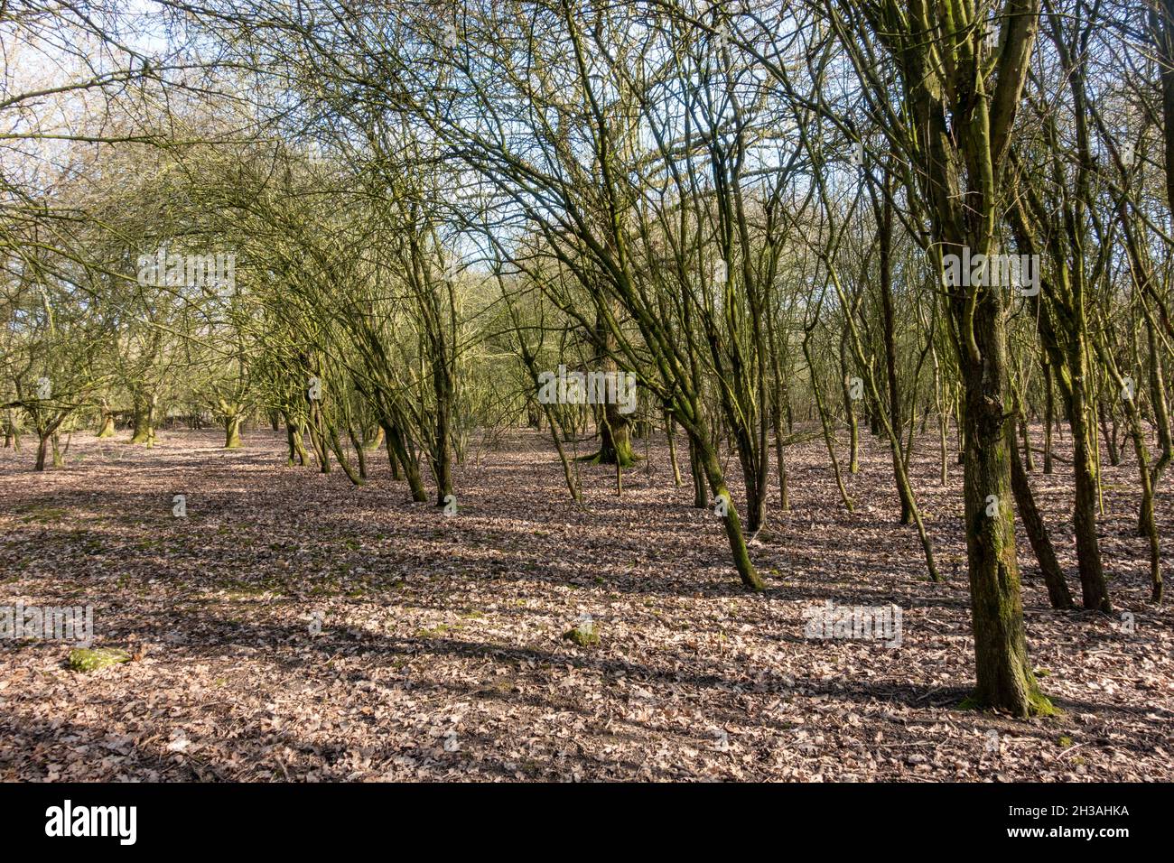 General view of tress in a secluded part of Hounslow Heath, London, UK. Stock Photo