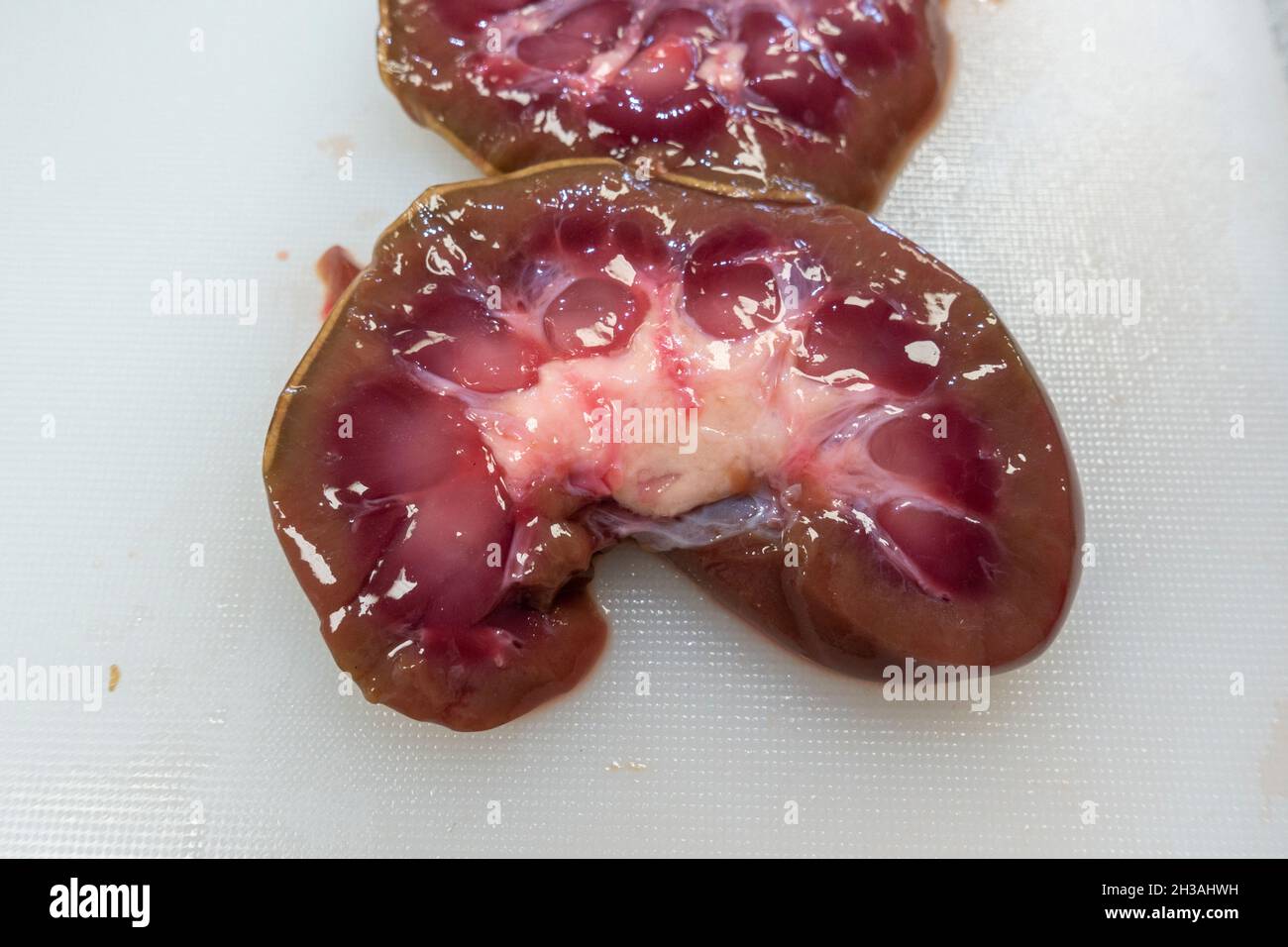 Display of a dissected lambs kidney following a dissection in a UK school. Stock Photo