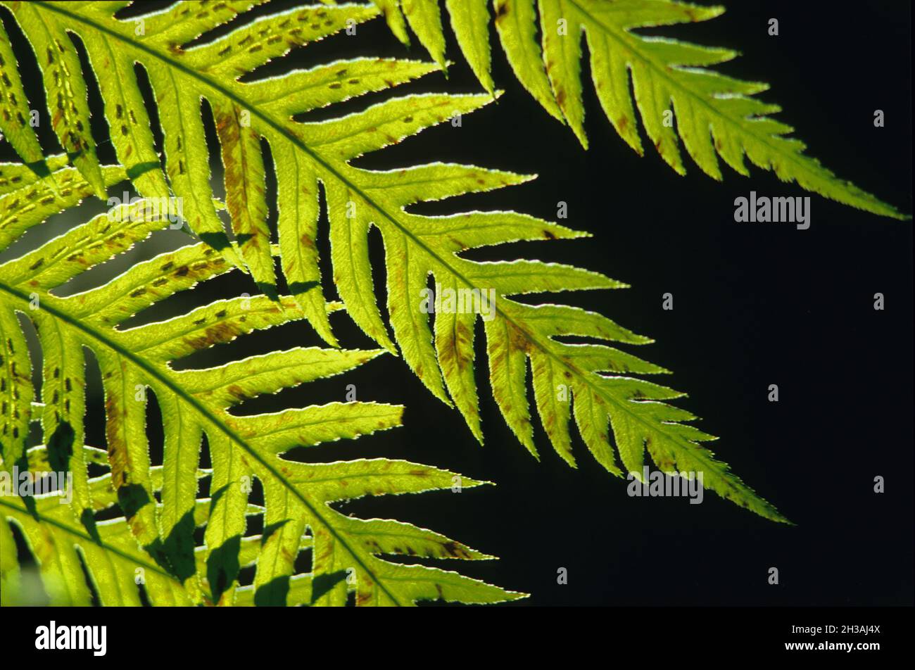 FRANCE. OVERVIEW ON A FERN Stock Photo