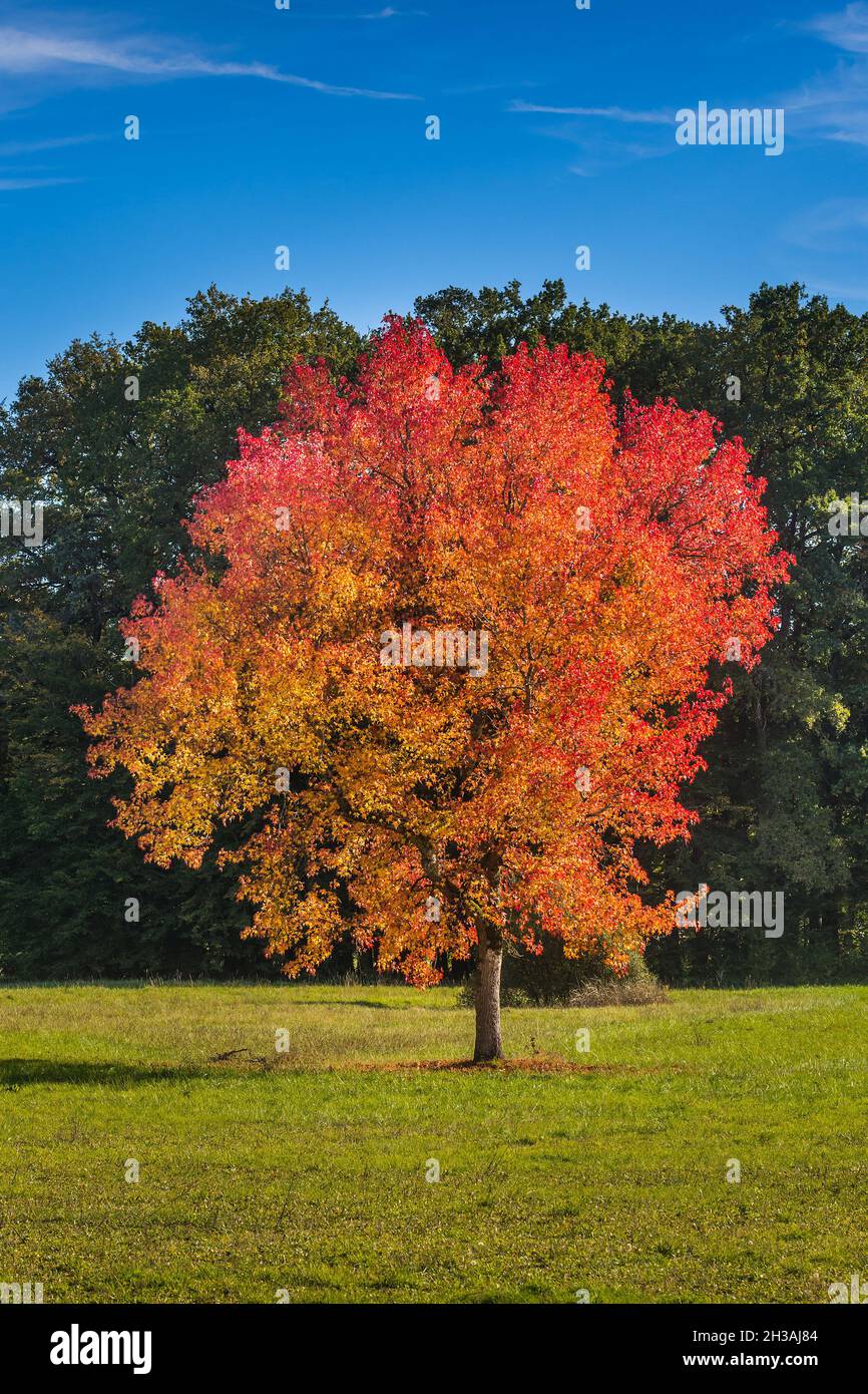 Acer tree with autumn foliage in parkland at Chateau de Azay-le-Ferron, Indre (36), France. Stock Photo