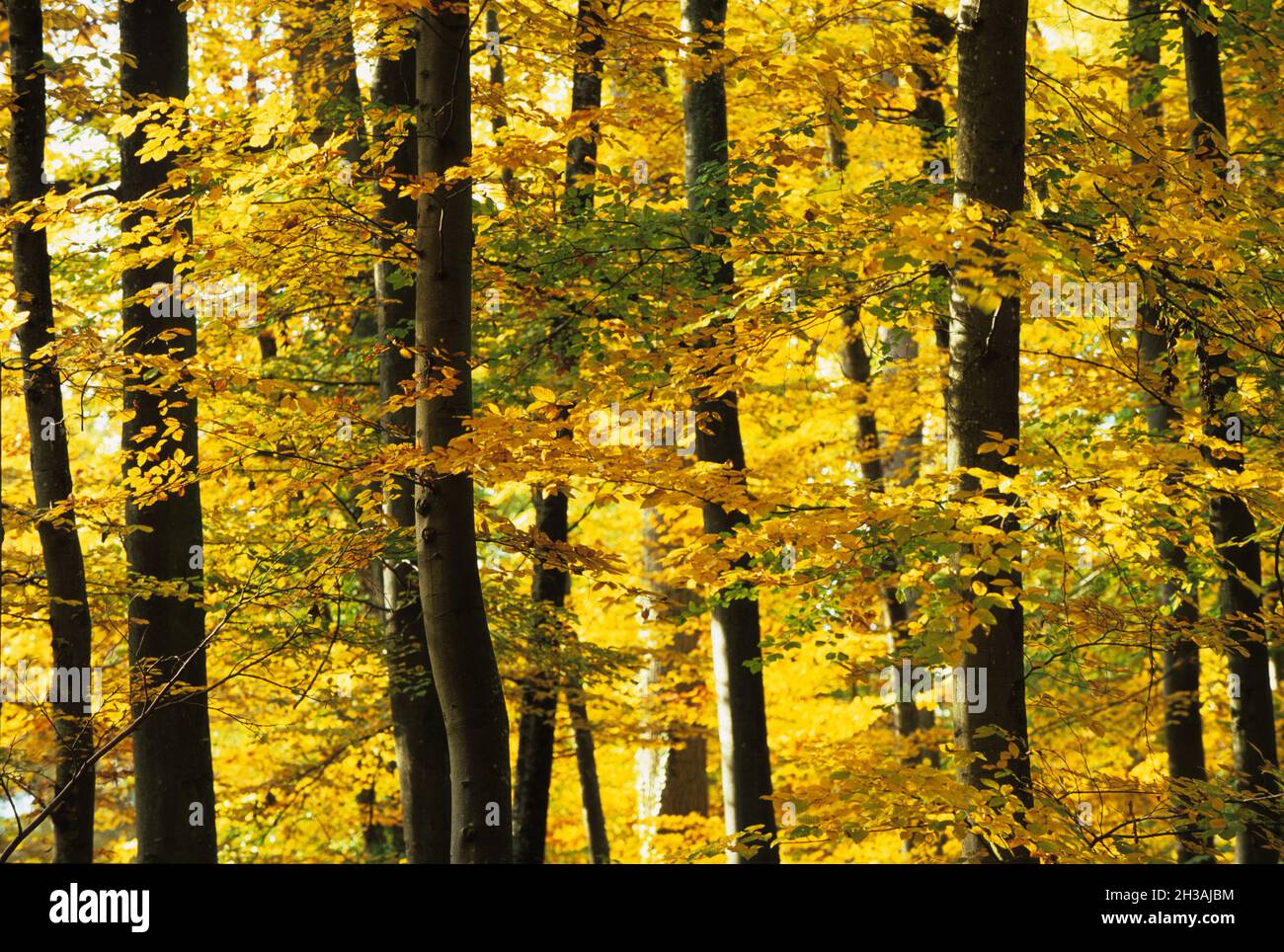 FRANCE. BEECH TREES IN AUTOMN Stock Photo