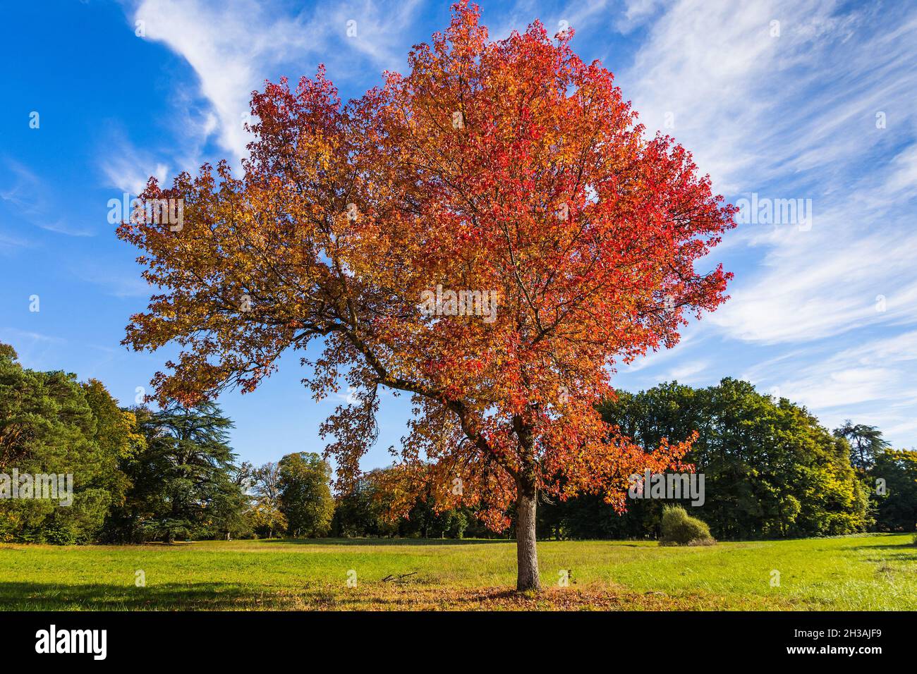 Acer tree with autumn foliage in parkland at Chateau de Azay-le-Ferron, Indre (36), France. Stock Photo