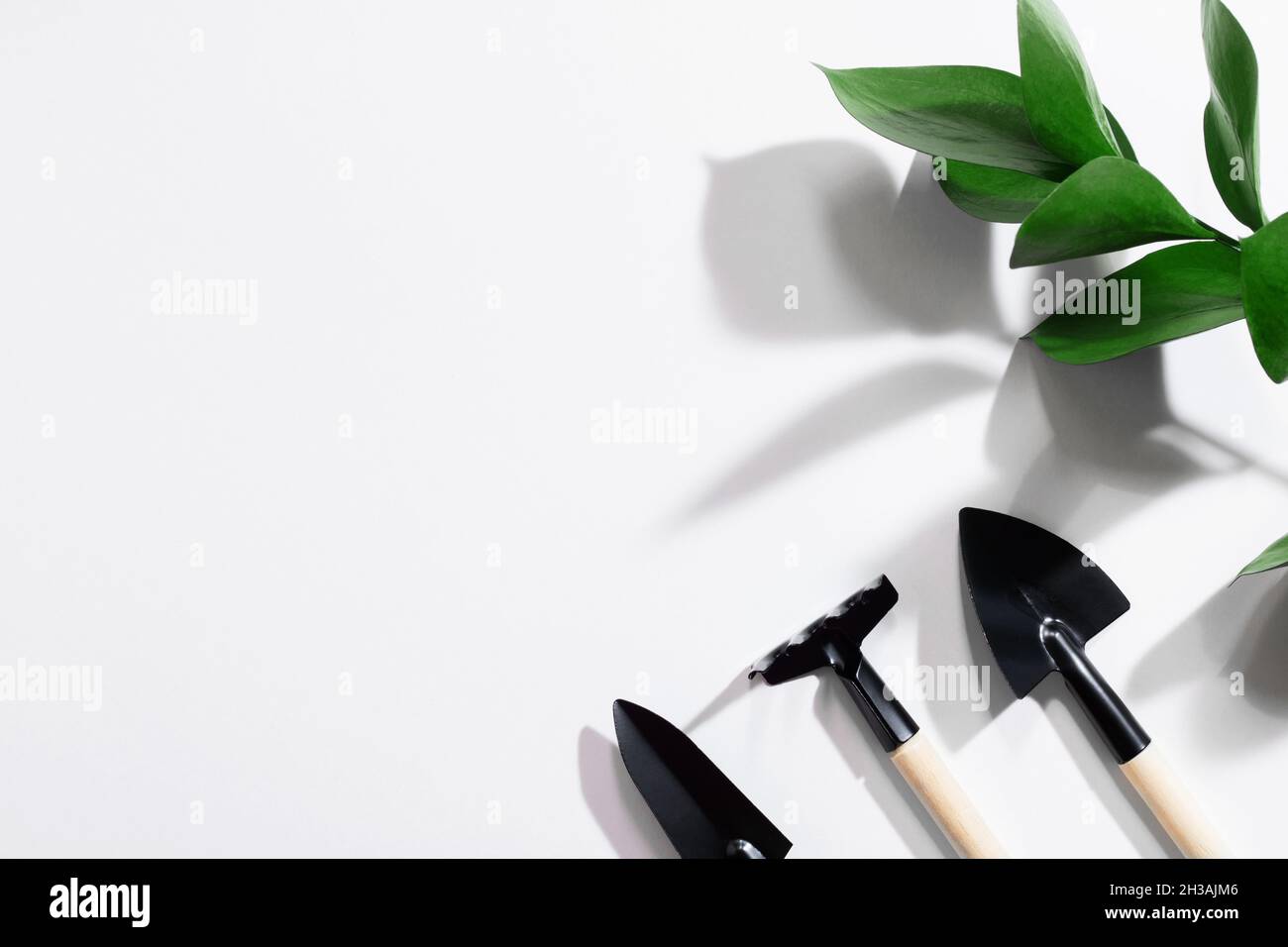 Shovels and rakes isolated on white background with green plant. Gardening at home. Gardening Tools. Growing seedlings at home. Layout with place for Stock Photo