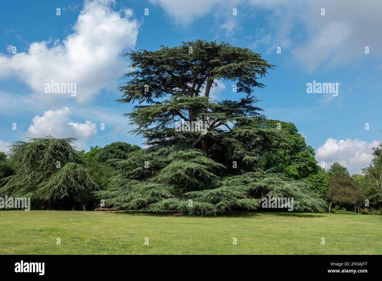 A large cedar tree (Cedrus libani) in Boston Manor Park, Brentford, London, UK. Stock Photo