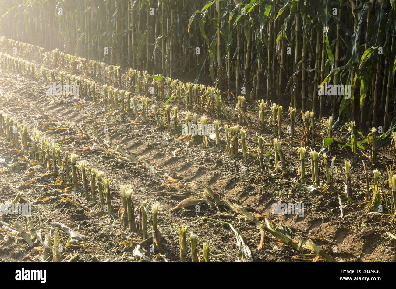 Cut And Partly Harvested Stalks Of Corn Maize Plants Zea Mays In An