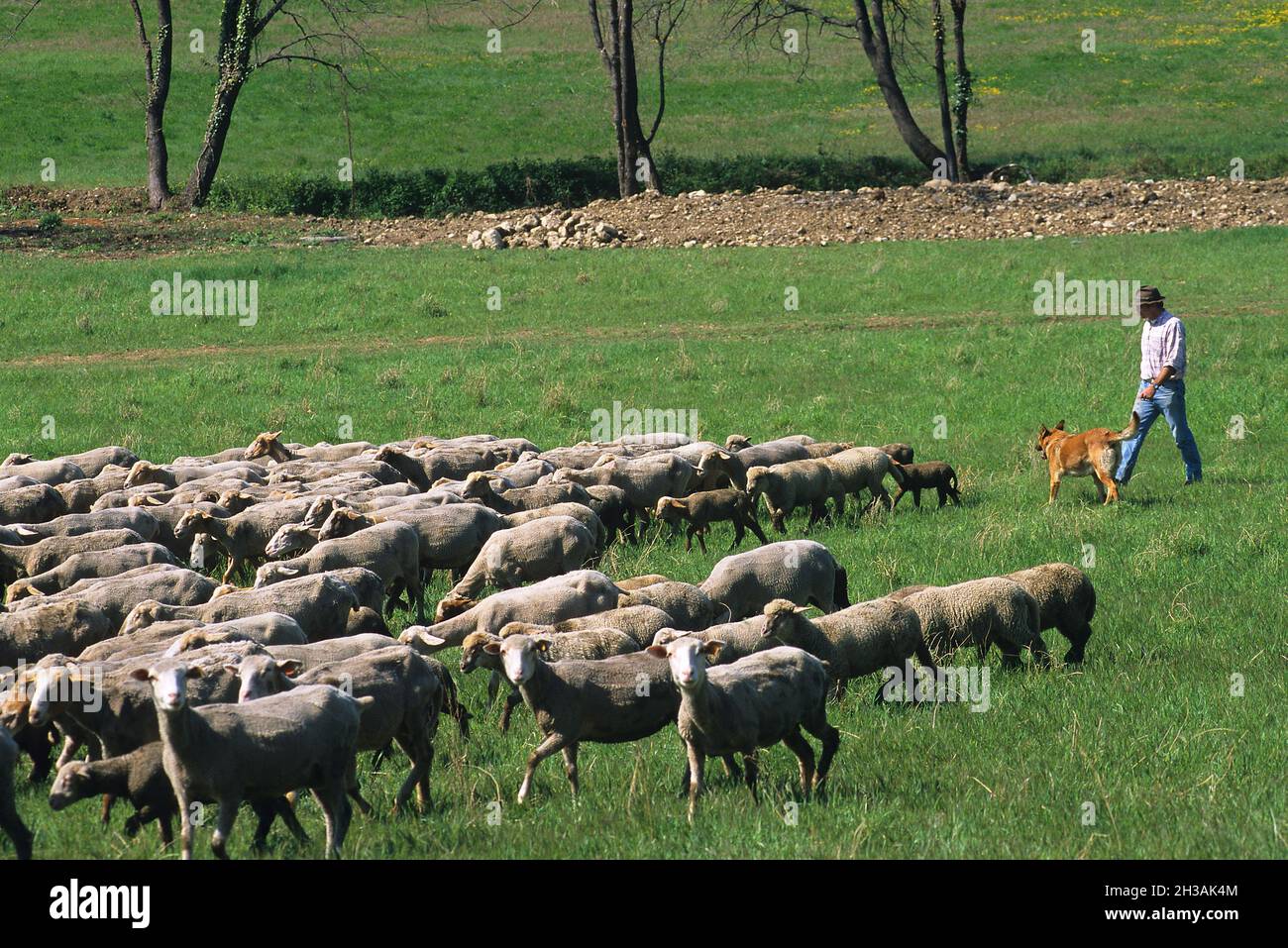 FRANCE. A PASTOR WITH HIS SHEEPS Stock Photo