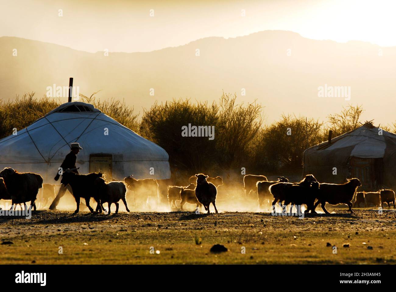 Mongolia. Shepherd Stock Photo