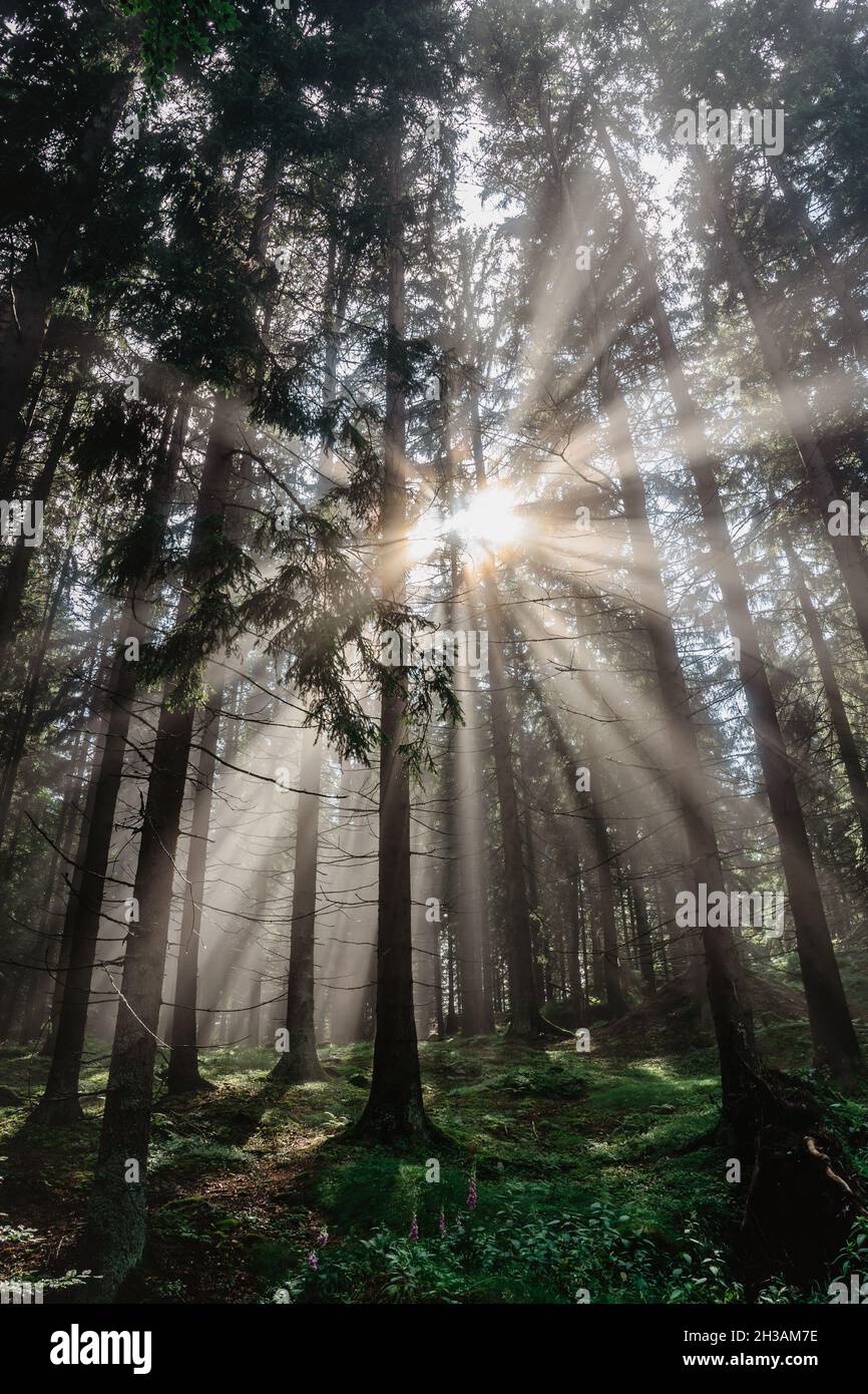Sun rays forest hi-res stock photography and images - Alamy