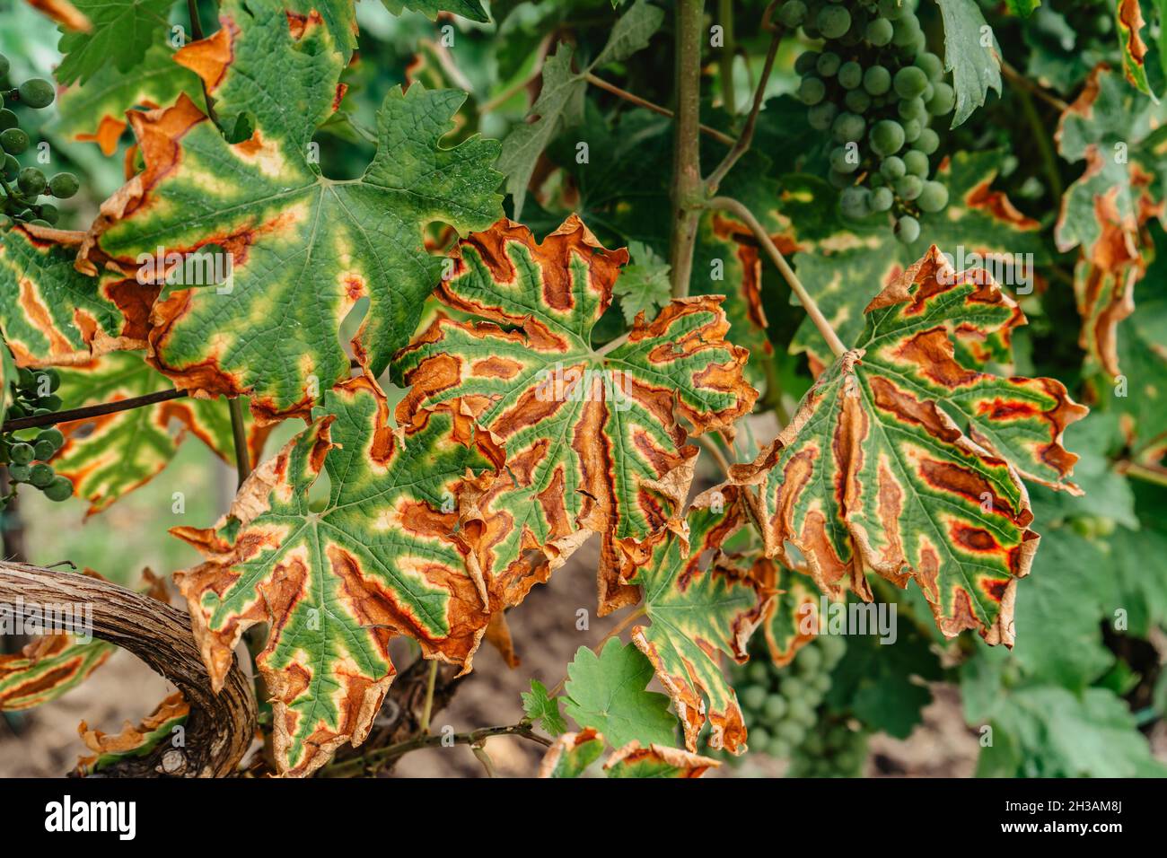 Detail of damaged grapevine leaf.Fruit plant disease.Sick vine grape leaves infected with mildew fungal.Leaves affected by Petri disease,Esca disease Stock Photo