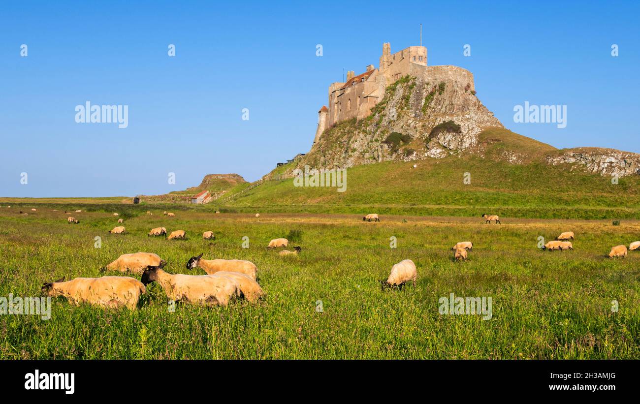 Lindisfarne Castle on a clifftop with sheep grazing in the meadow Lindisfarne Island Holy Island Lindisfarne Northumberland England UK GB Europe Stock Photo