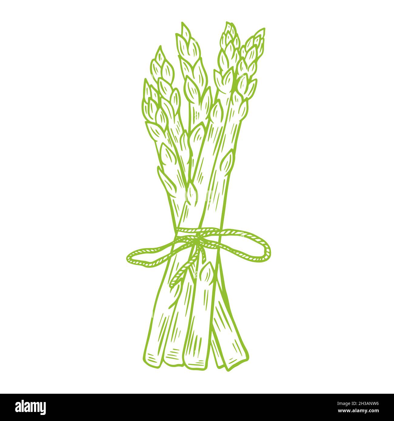 Bunch of fresh asparagus drawn sketch, vector illustration. Green organic wholesome grown food. Healthy lifestyle product. Engraving, vintage. Isolate Stock Vector