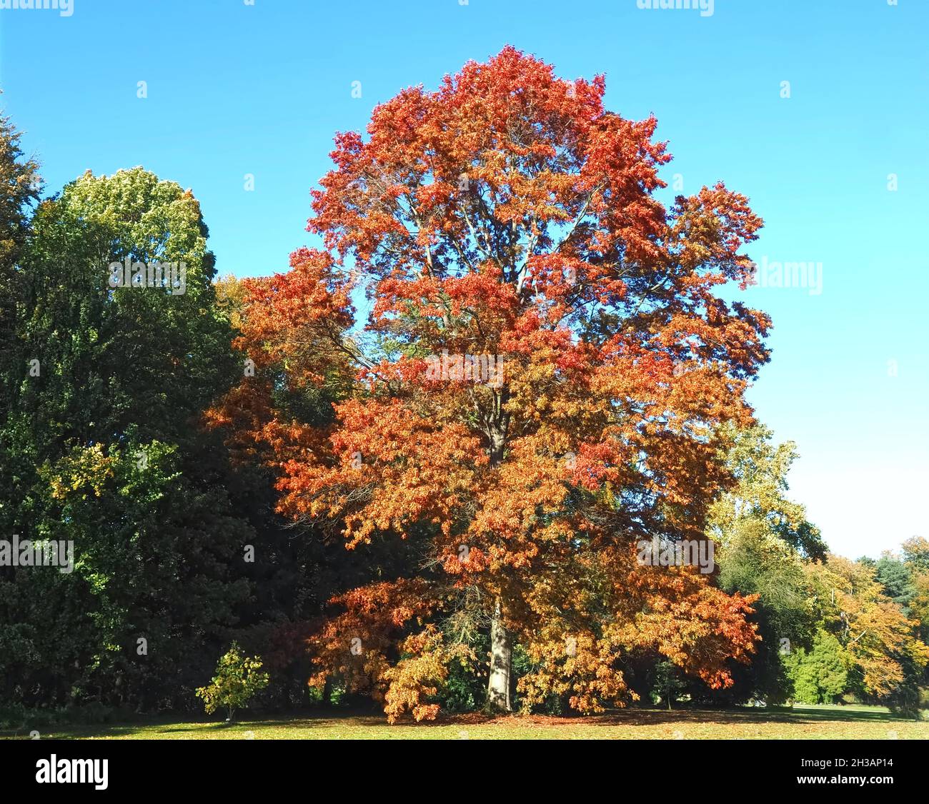Big scarlet oak tree querus coccinea in autumn Stock Photo - Alamy