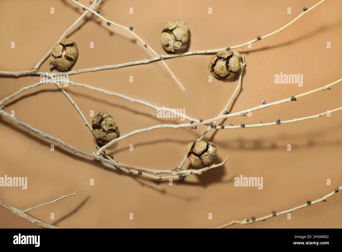 Branches with small pine cones on a brown background Stock Photo