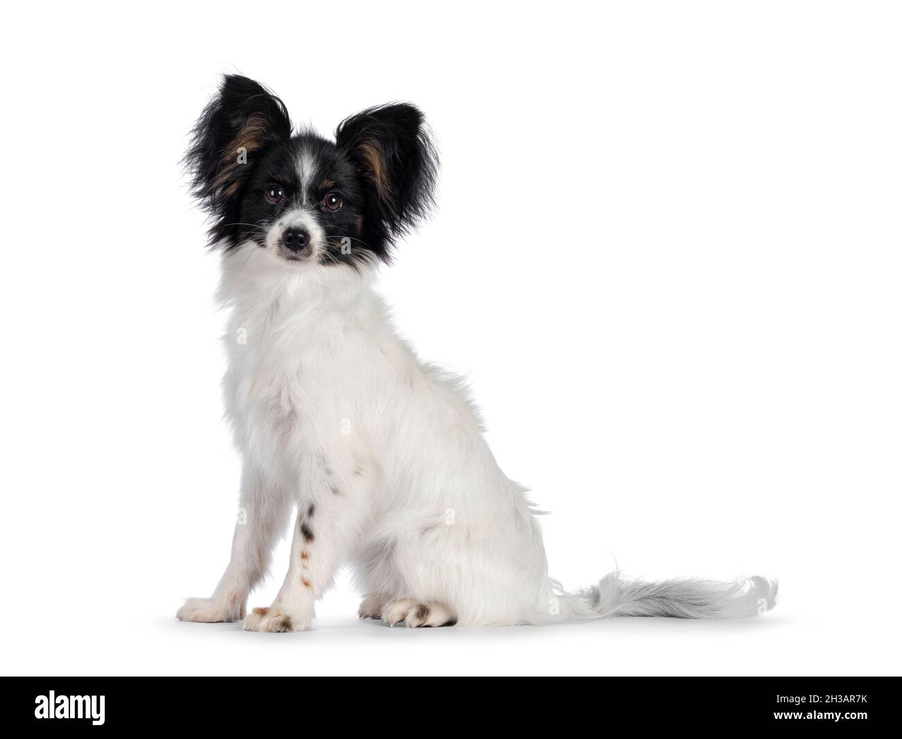 Excellent white black and tan Epagneul Nain Papillon dog puppy, sitting  side ways looking towards camera. isolated on white background. Stock Photo