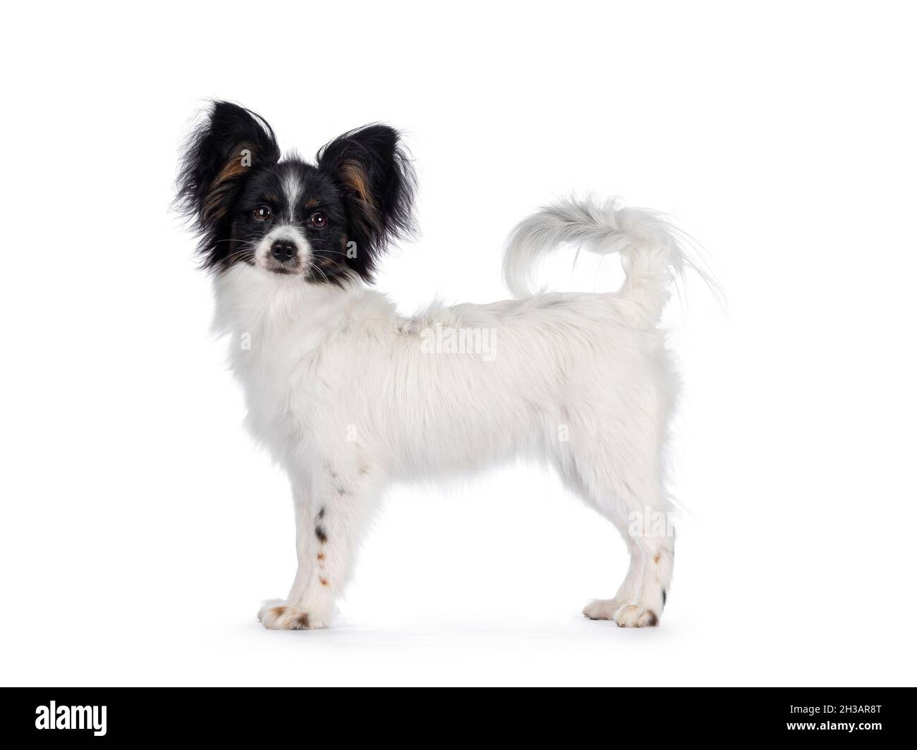 Excellent white black and tan Epagneul Nain Papillon dog puppy, standing side ways looking towards camera. isolated on white background. Stock Photo
