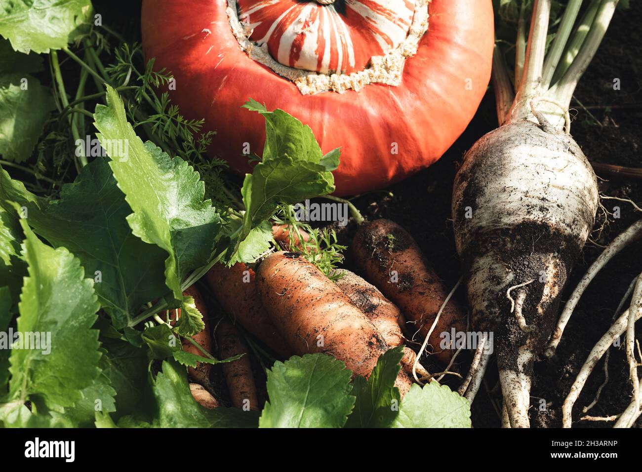 Carrots, parsnips and pumpkin, harvesting in autumn, gardening and healthy eating concept Stock Photo