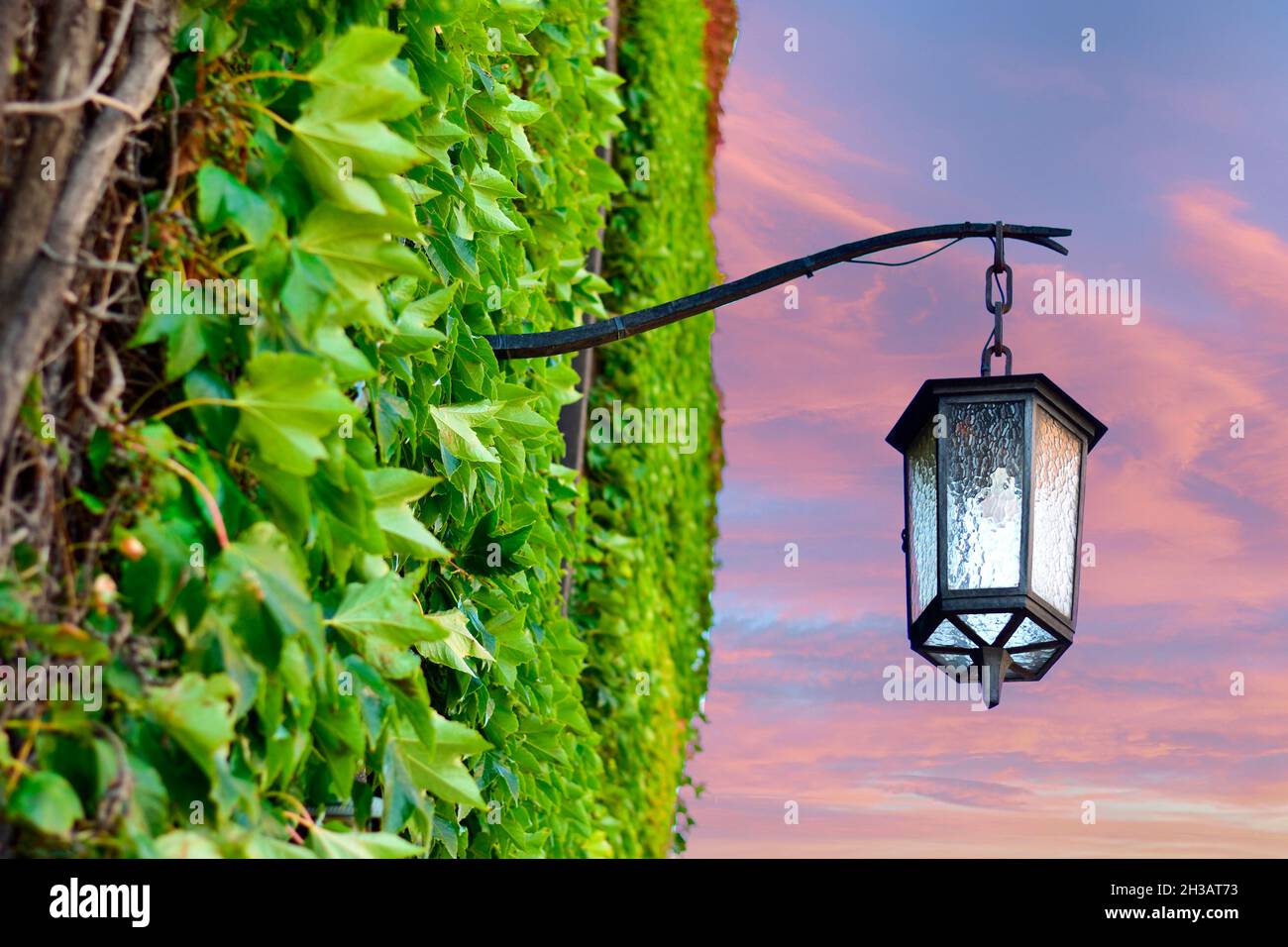 Unlit lamppost next to wall with ivy at sunset Stock Photo
