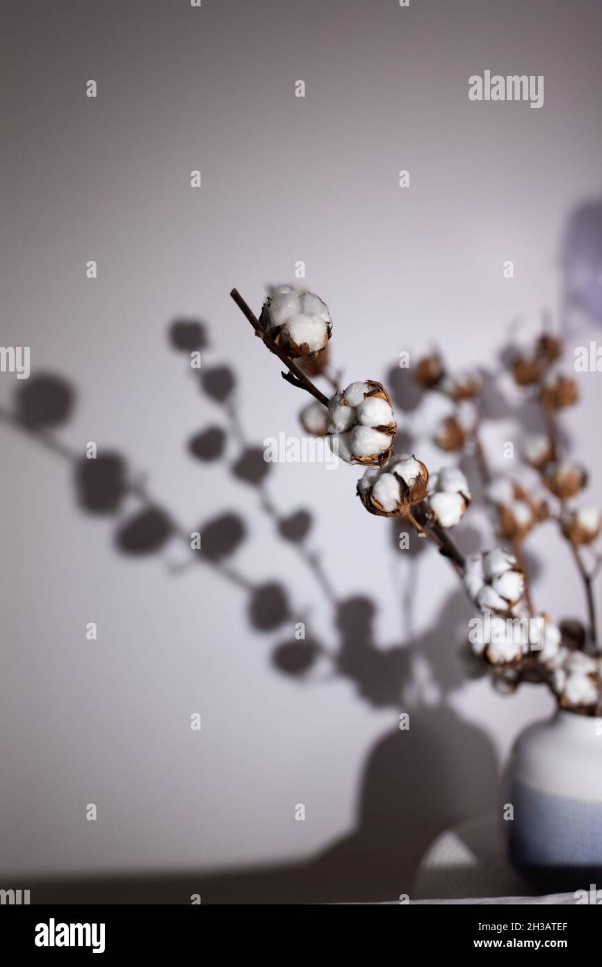 Dry cotton inflorescences on a light background in the interior shot with hard sunlight. Stock Photo