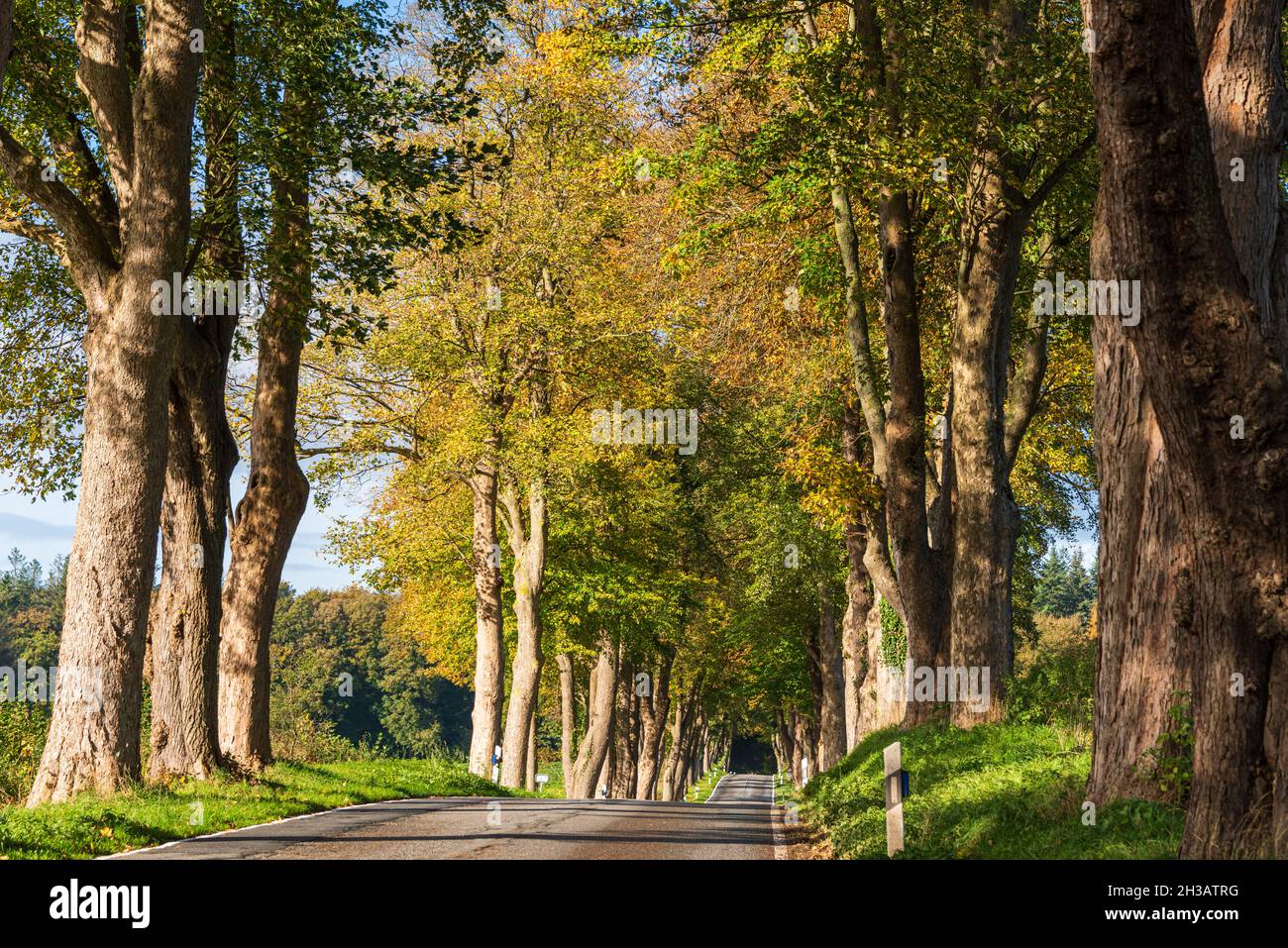 Bäume an einer Straße in Schleswig-Holstein im herbstlichem Farbkleid Stock Photo
