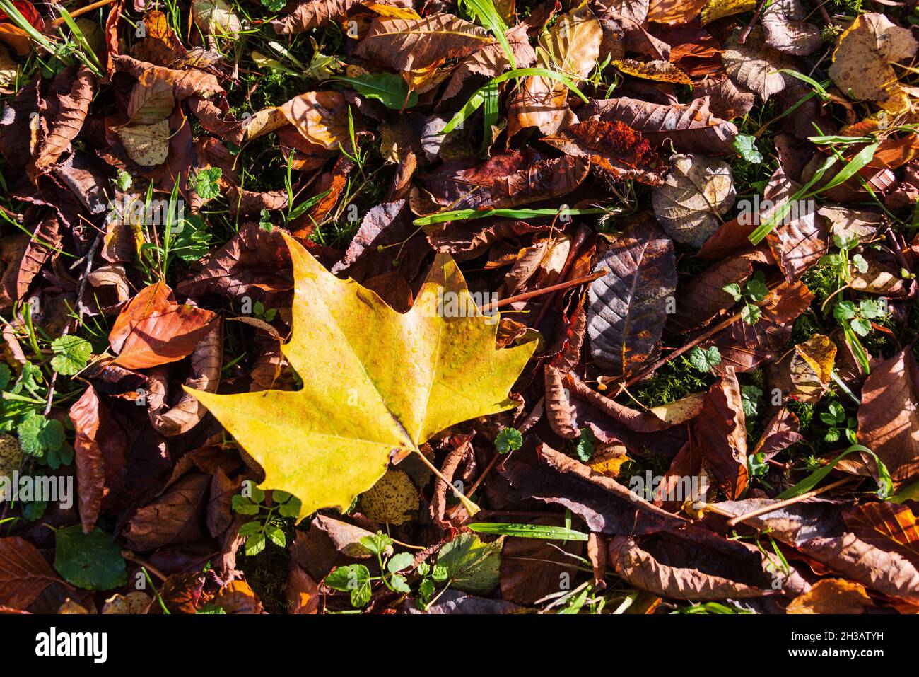 Waldboden mit Laub in herbstlichen Farben als Hintergrundtextur Stock Photo