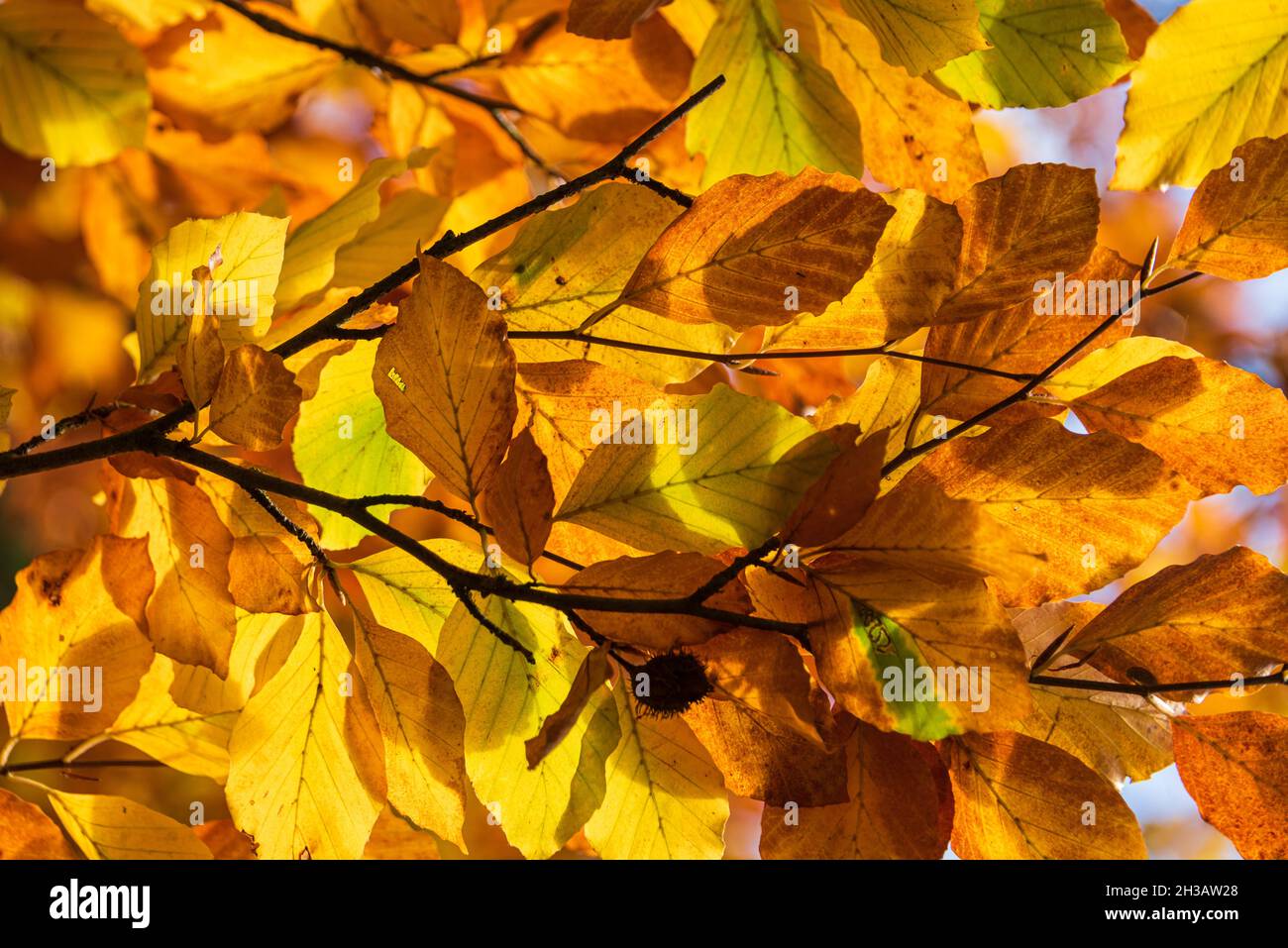 Bunte Farben der Blätter eines Laubbaumes im Herbst Stock Photo