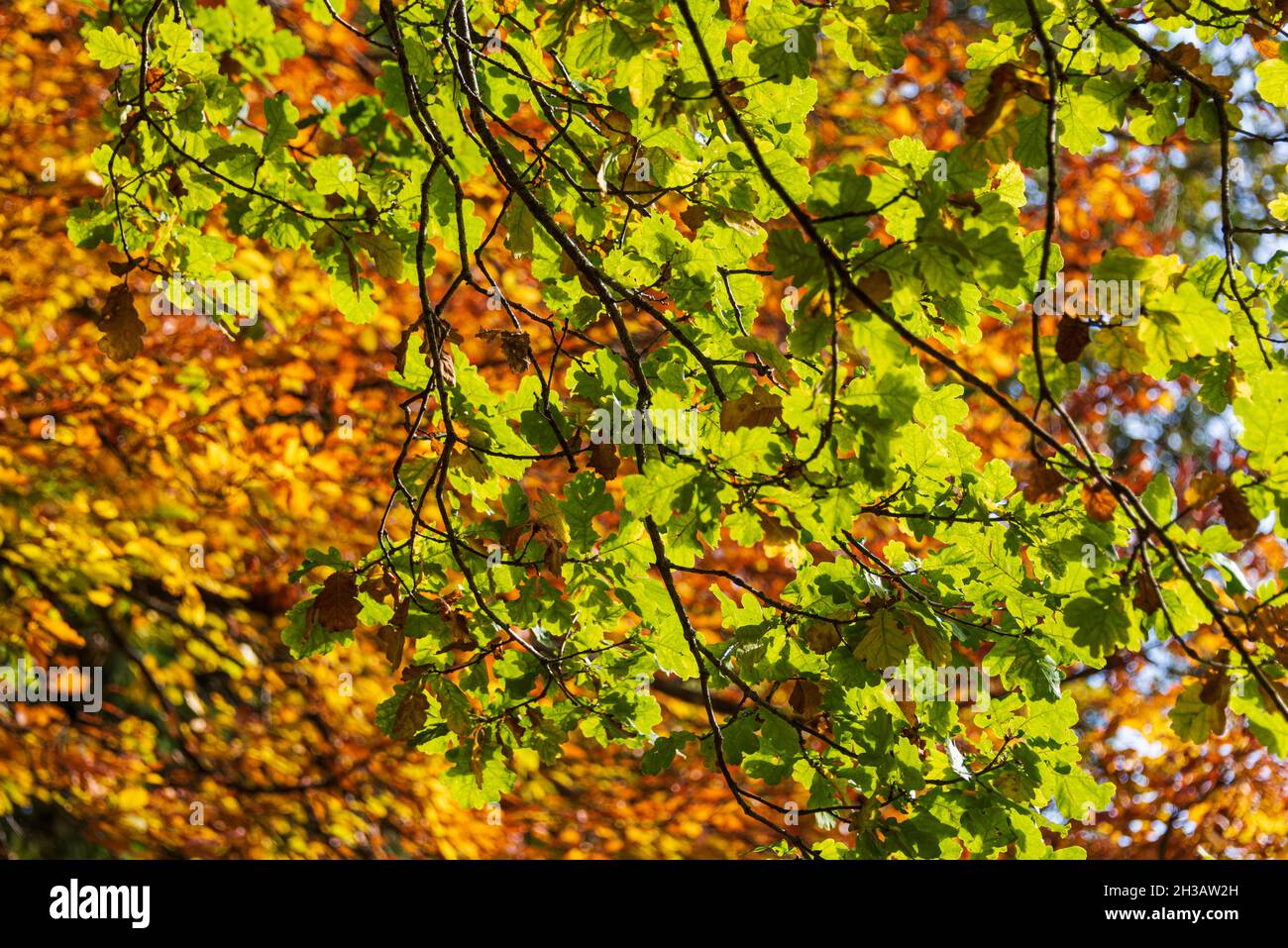 Bunte Farben der Blätter eines Laubbaumes im Herbst Stock Photo