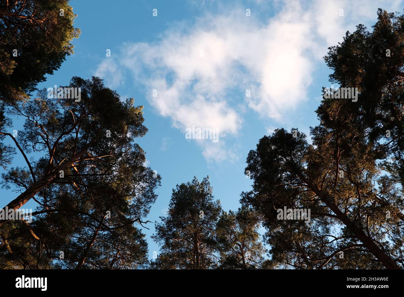 Tall pines, white clouds and blue sky, bottom view. Stock Photo