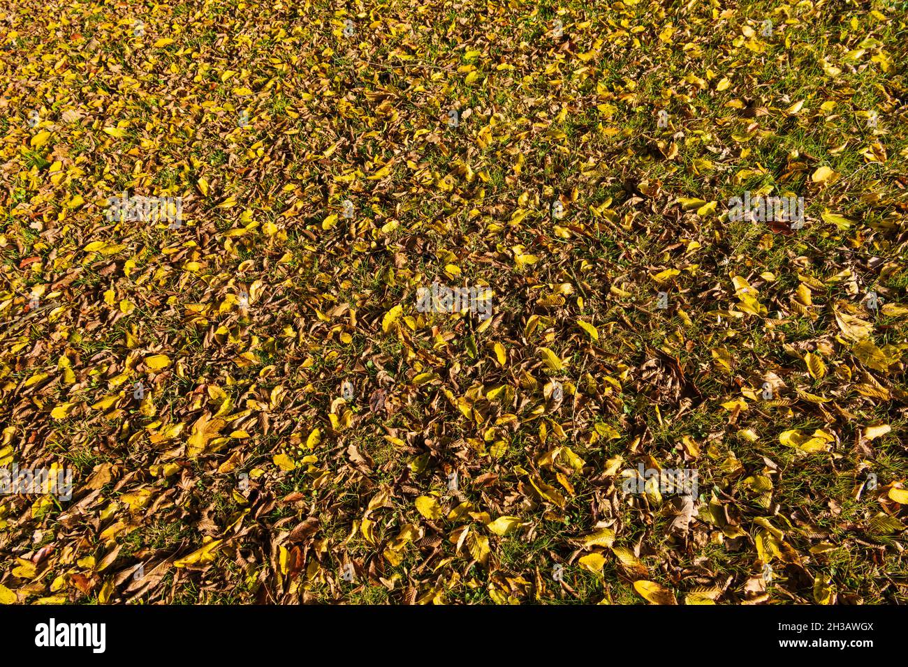 Waldboden mit Laub in herbstlichen Farben als Hintergrundtextur Stock Photo