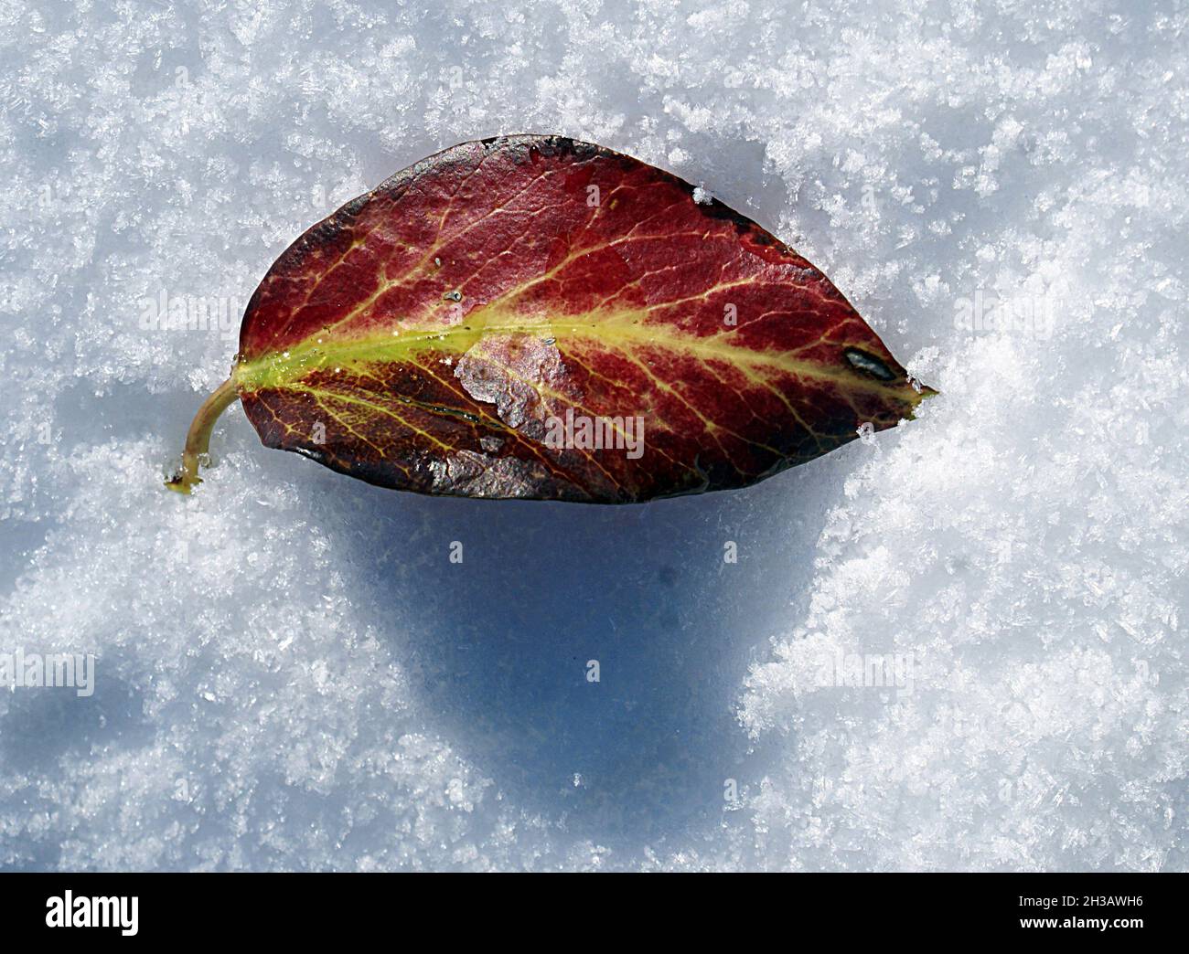 Small aspen tree hires stock photography and images Alamy