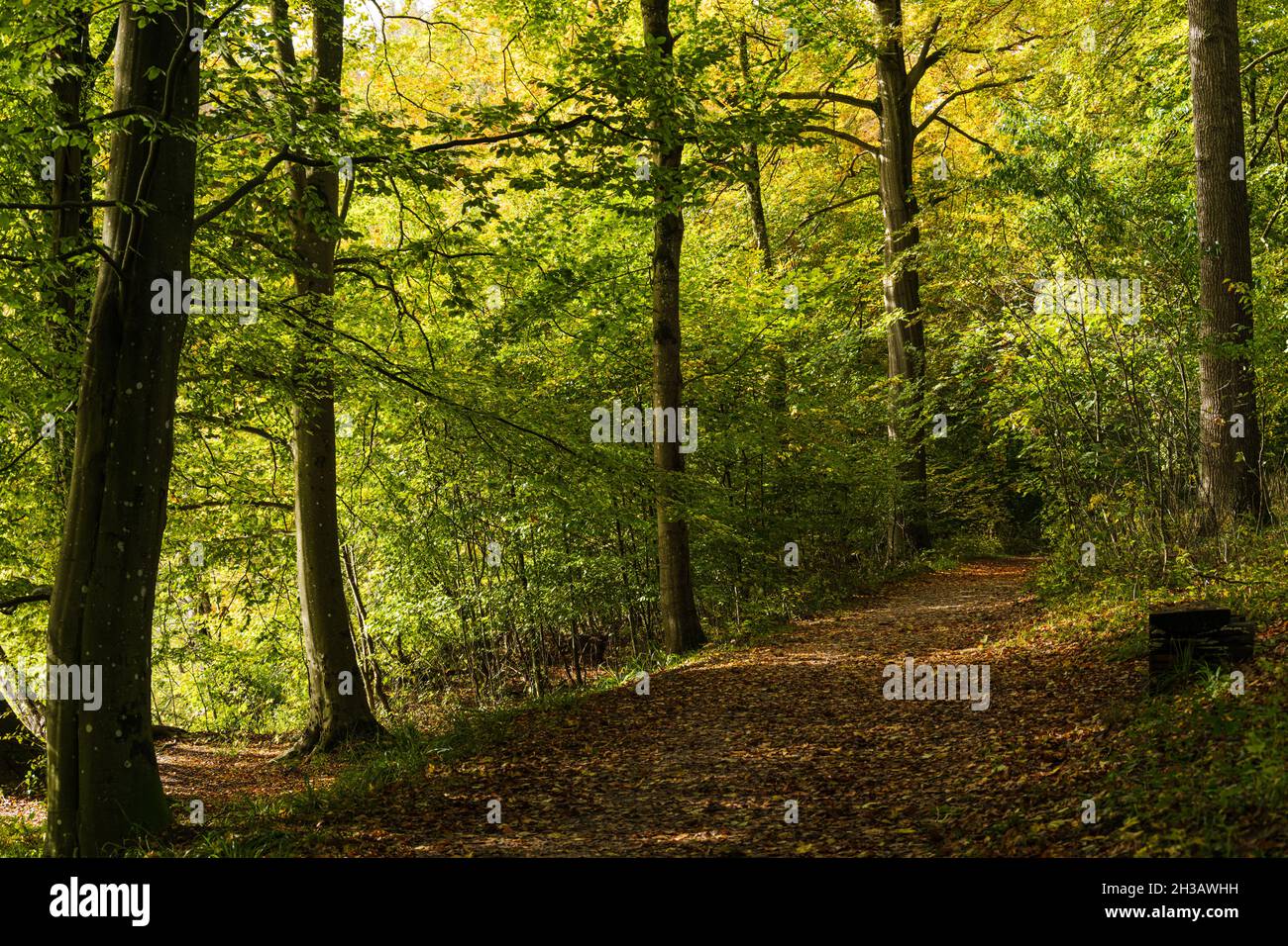 Wald weg spaziergang hi-res stock photography and images - Alamy