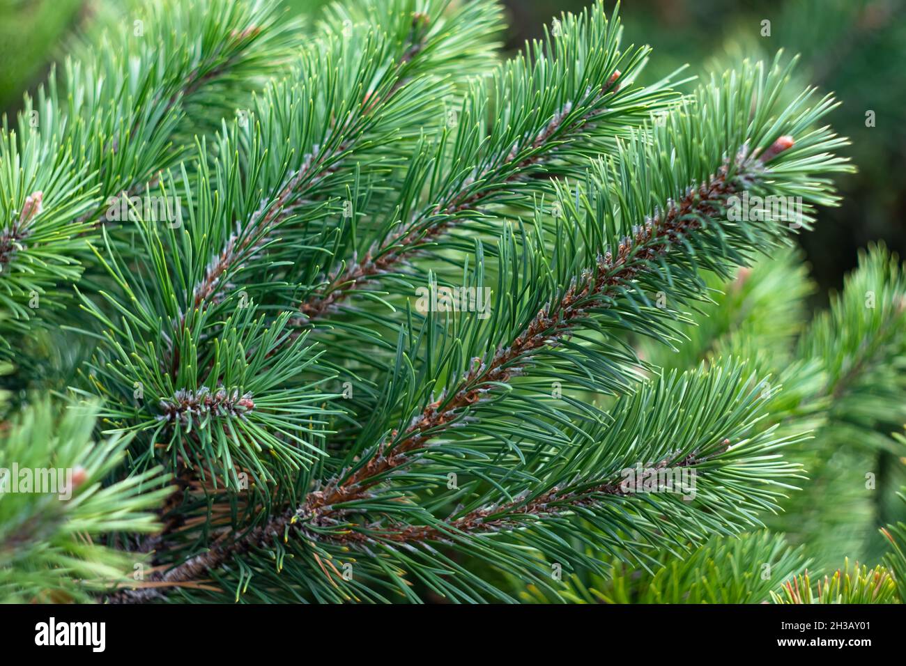 Branches of a fir tree. Spruce branch, evergreen, coniferous background. Pine needles close-up, pine-tree. Scotch fir. Green branches of fur tree. Chr Stock Photo