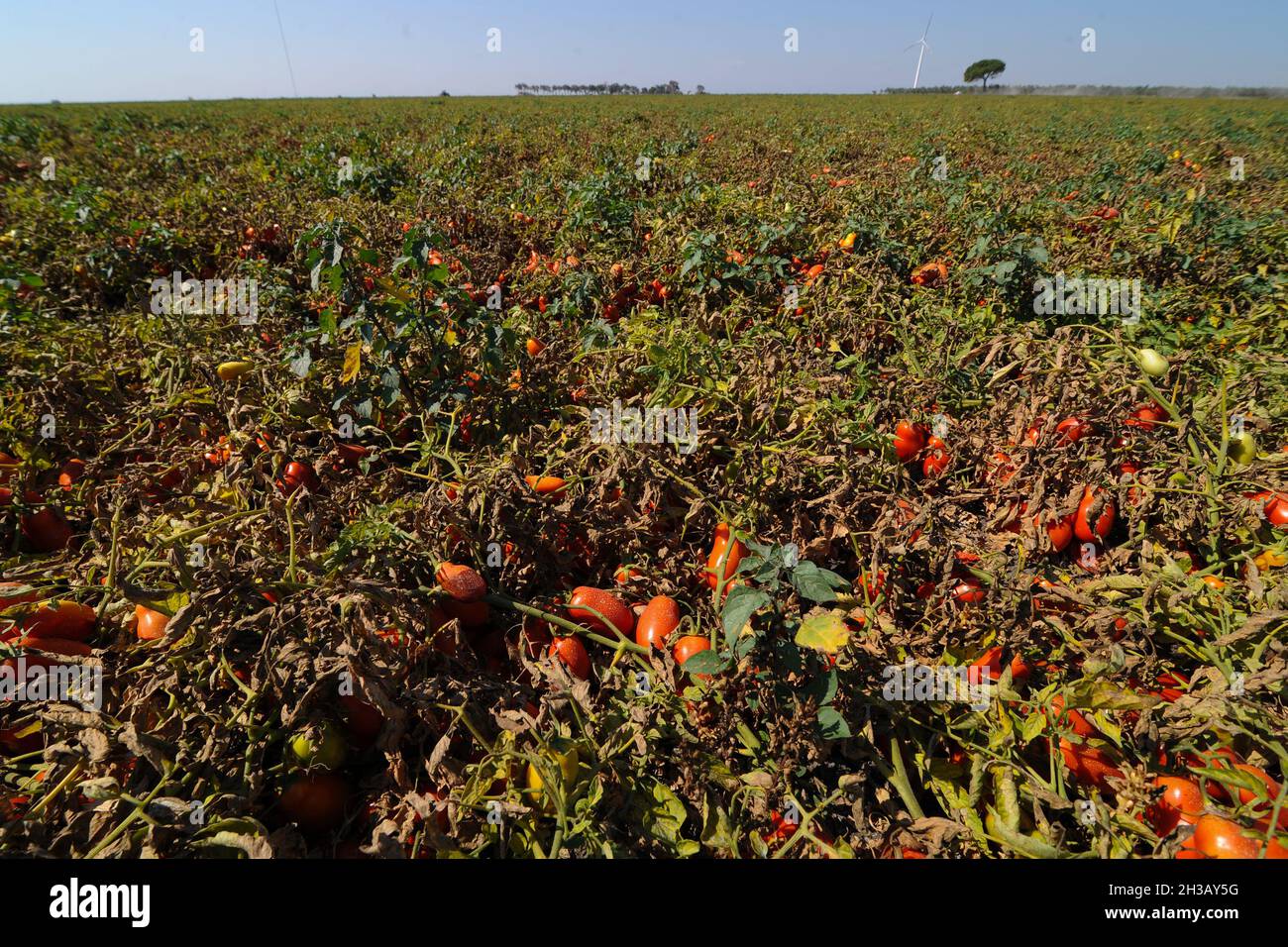 San Severo di Foggia, August, 30,2016 - Harvesting of tomatoes in the fields of the Tavoliere delle Puglie - Italy - Photo by Nicola Ianuale Stock Photo