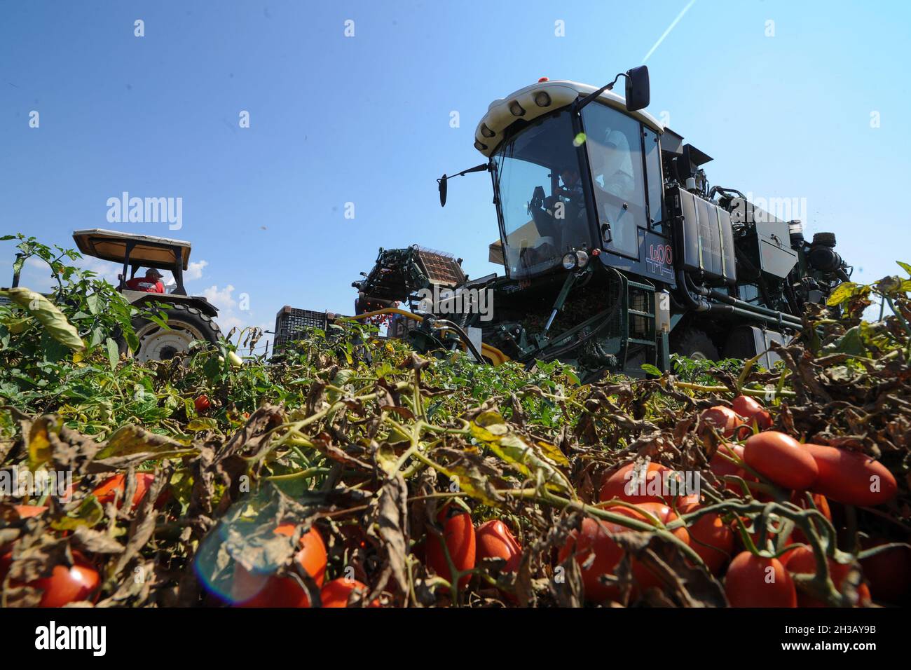 San Severo di Foggia, August, 30,2016 - Harvesting of tomatoes in the fields of the Tavoliere delle Puglie - Italy - Photo by Nicola Ianuale Stock Photo