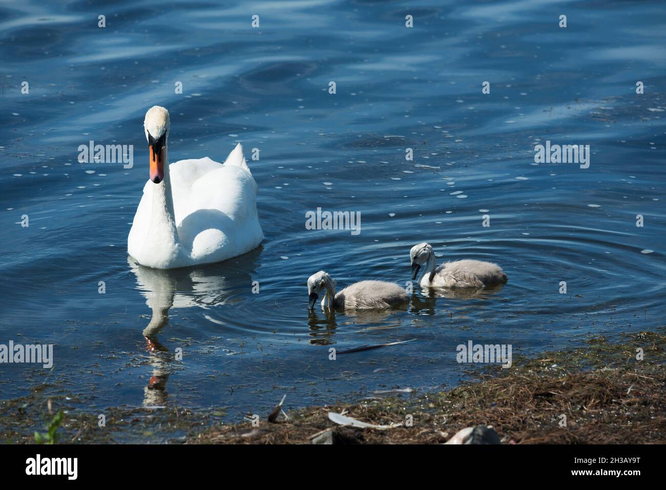 A swan with Stock Photo Alamy