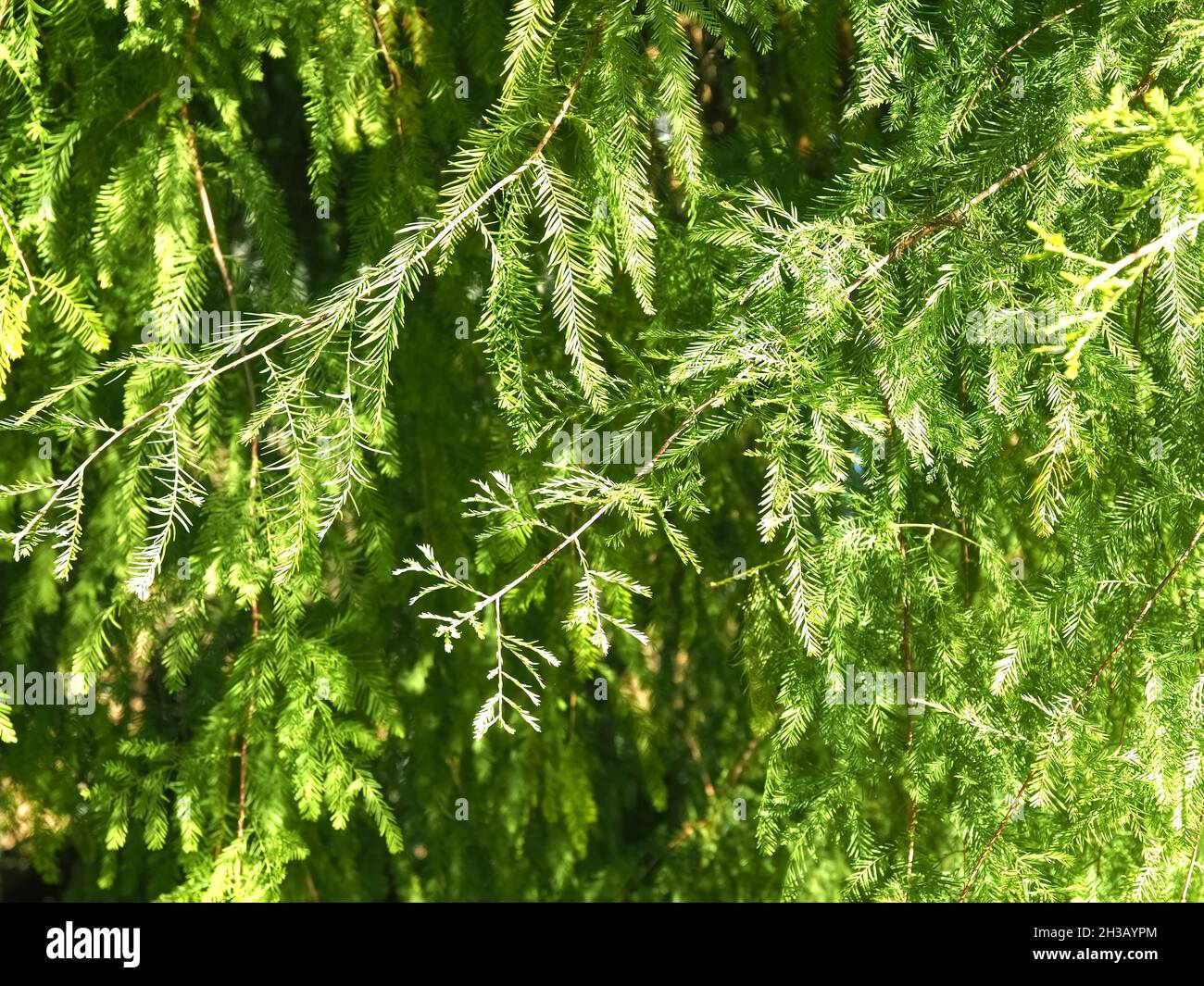 Green bald cypress tree Cupressaceae Stock Photo