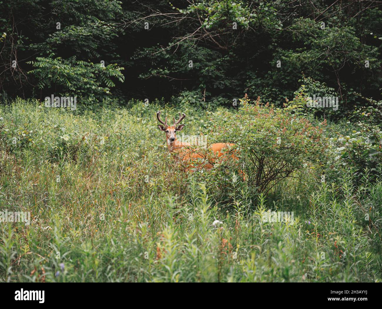 Deer hiding in the grassy field of the forest Stock Photo