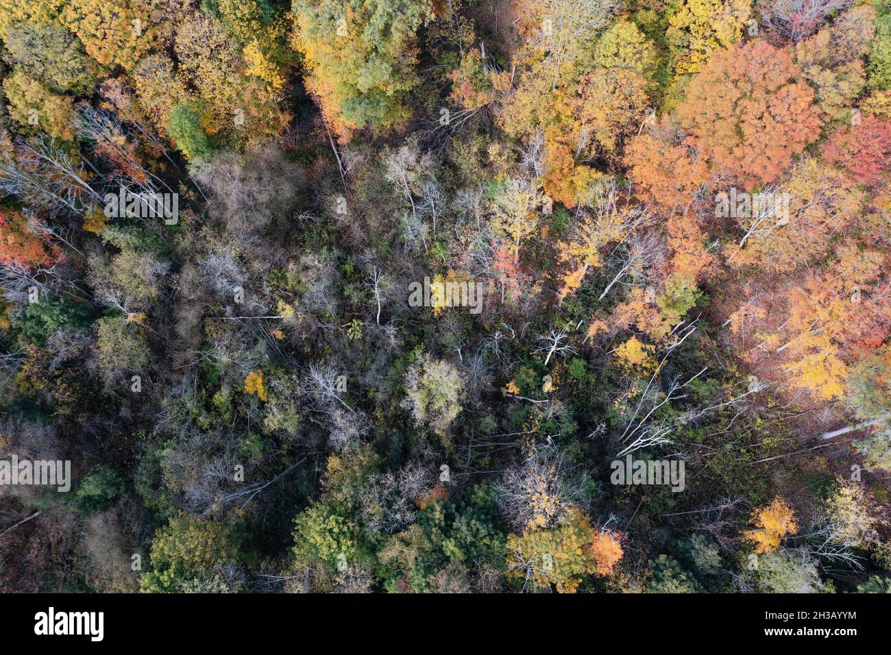 Aerial view of colorful forest trees during autumn season in Toronto ...
